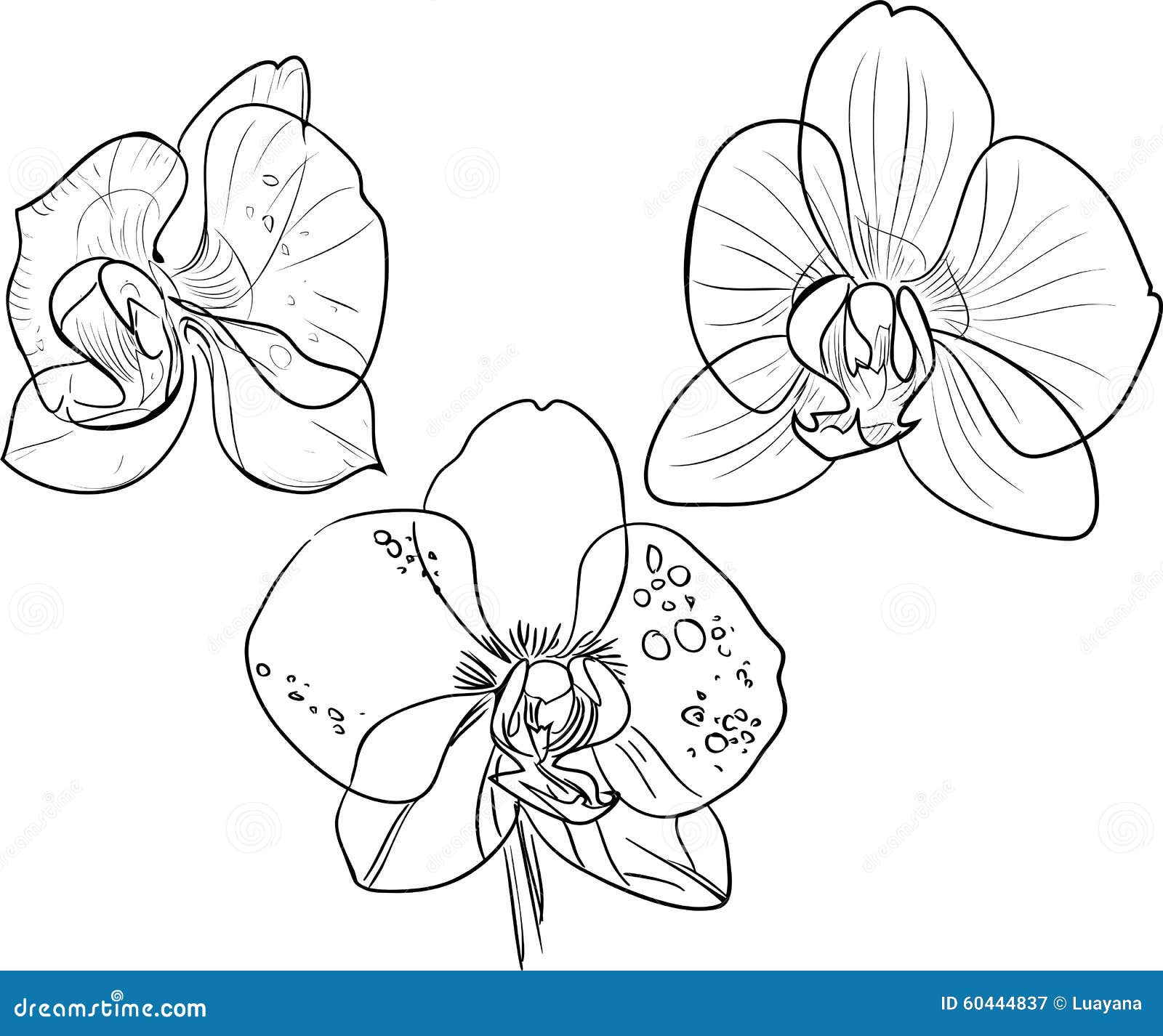 Орхидея фаленопсис эскиз