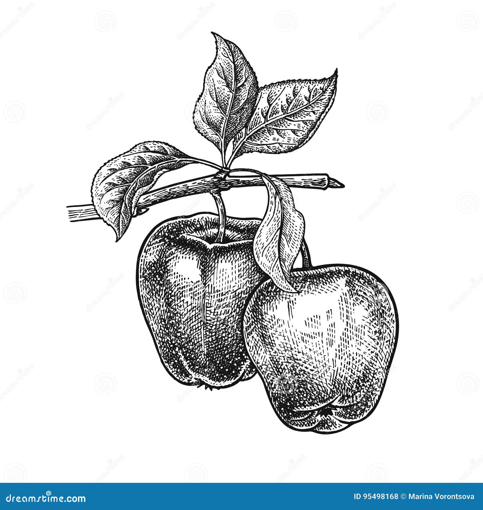 Яблоко гравюра