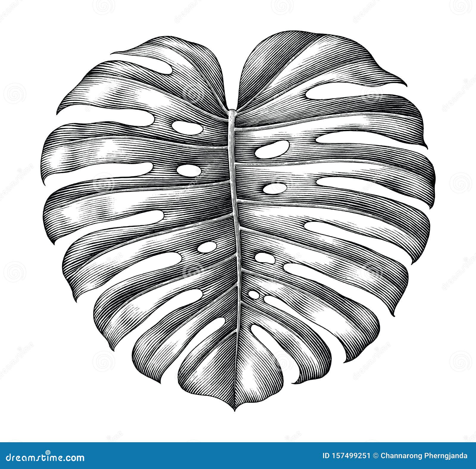 Swiss Cheese Plant vector