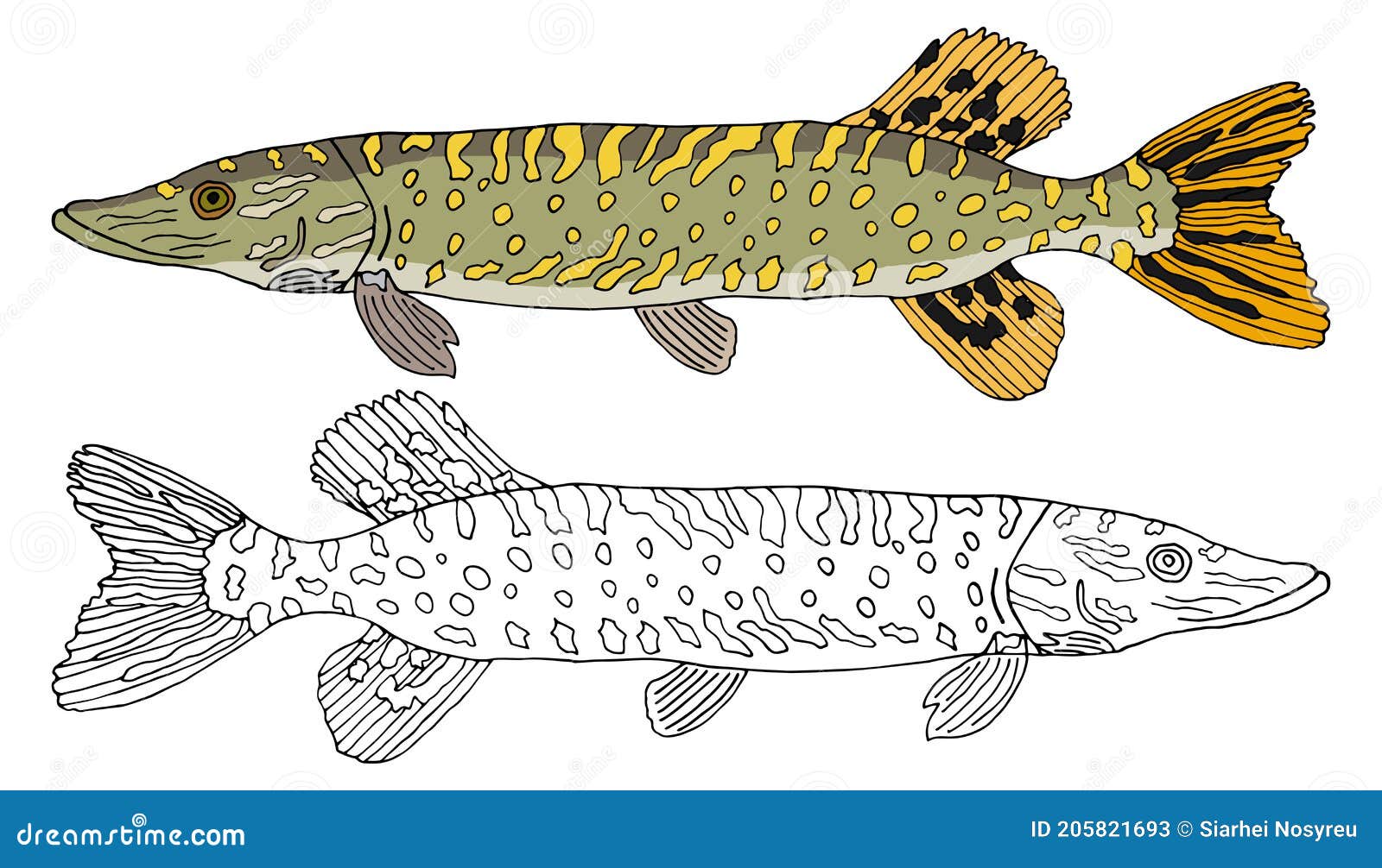 Рыба щука рисунок