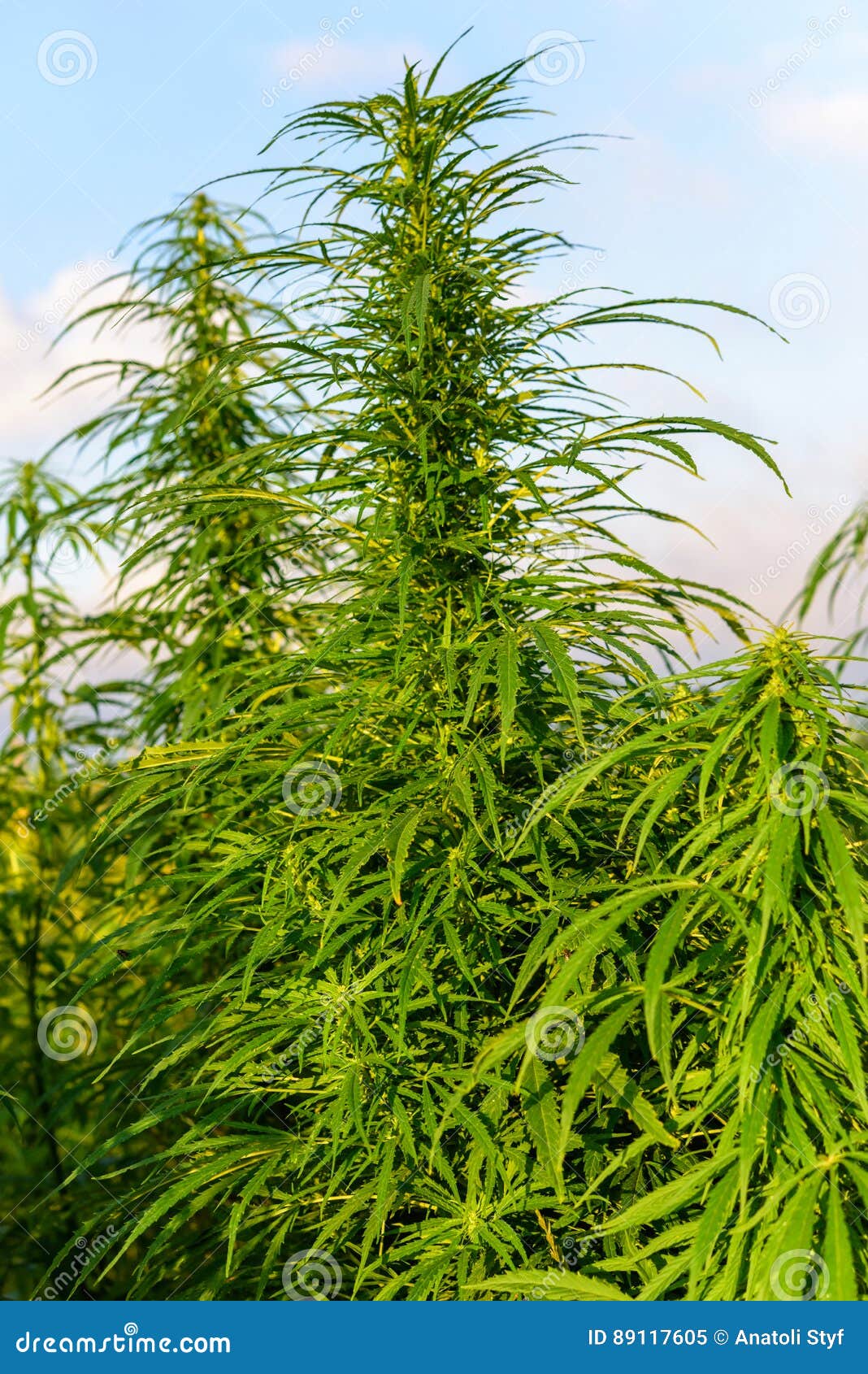 Рост марихуаны фото вянут листья на конопле почему