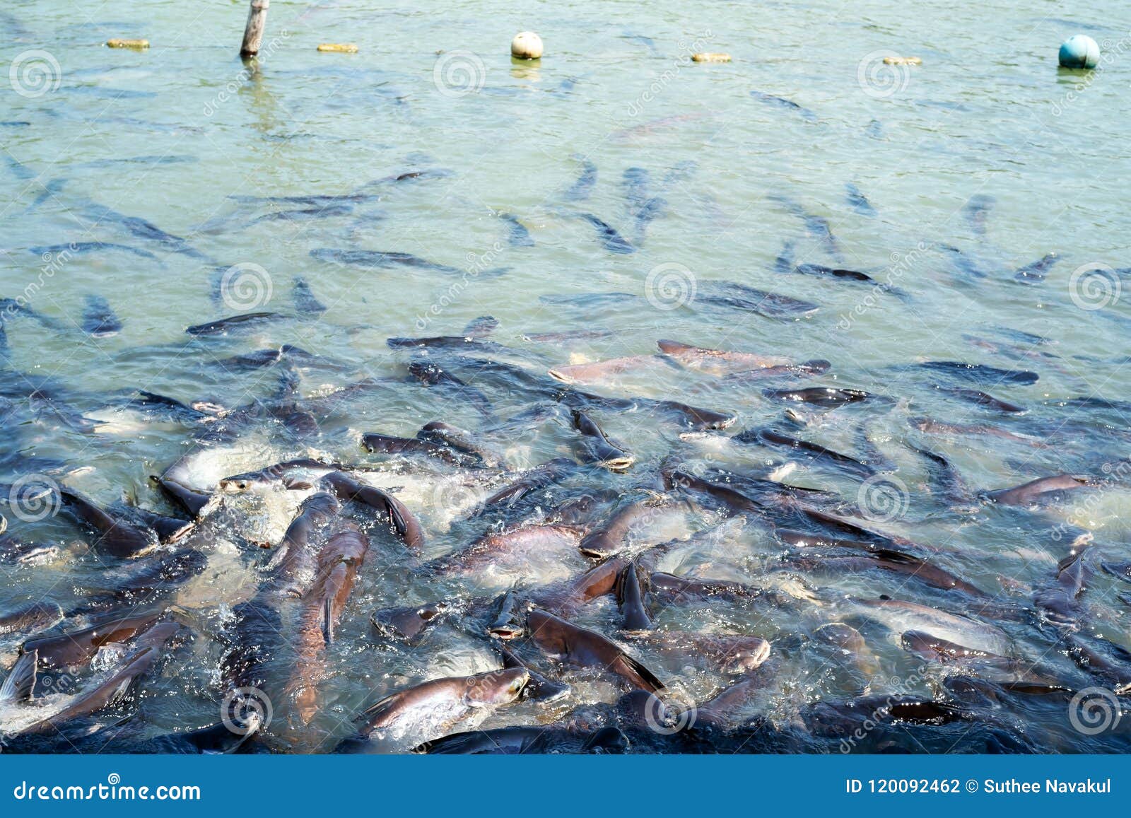 Рыбы в реке Много рыб ждут для еды Рыбы в виске t. Рыбы в реке Много рыб ждут для еды Рыбы в виске Таиланда