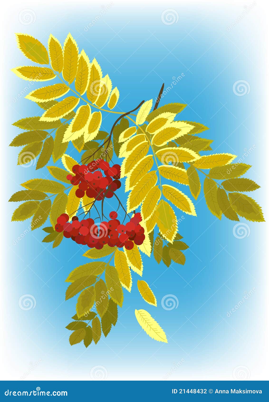Листья рябины и гроздь ягод