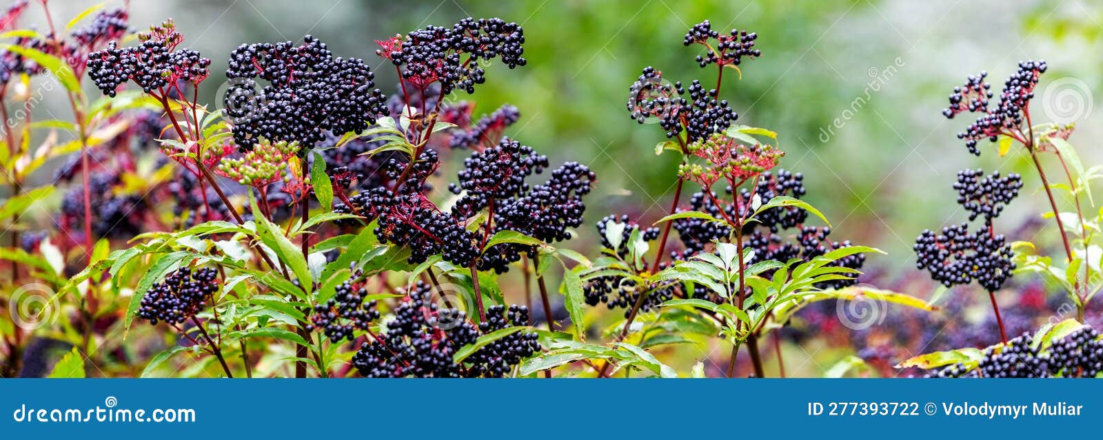 Ð¡luster of Black Elderberries. Elderberry Bush with Berries Stock