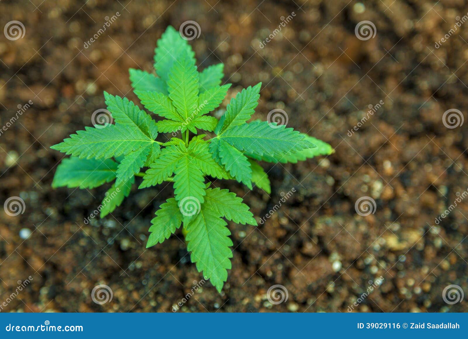 Фото саженцев конопли марихуана для собственного потребления