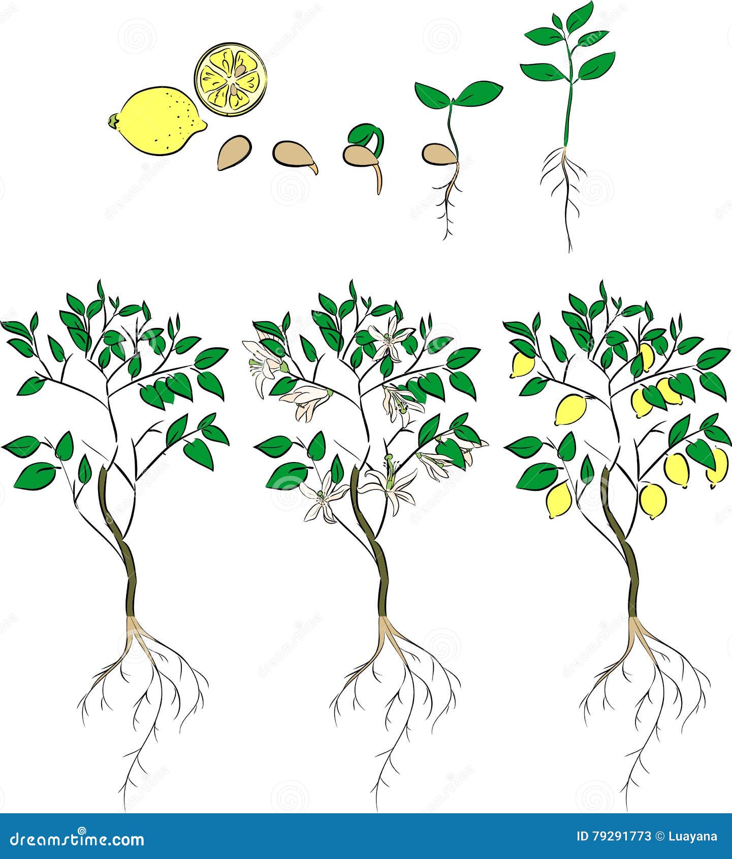 Этапы роста лимонного дерева