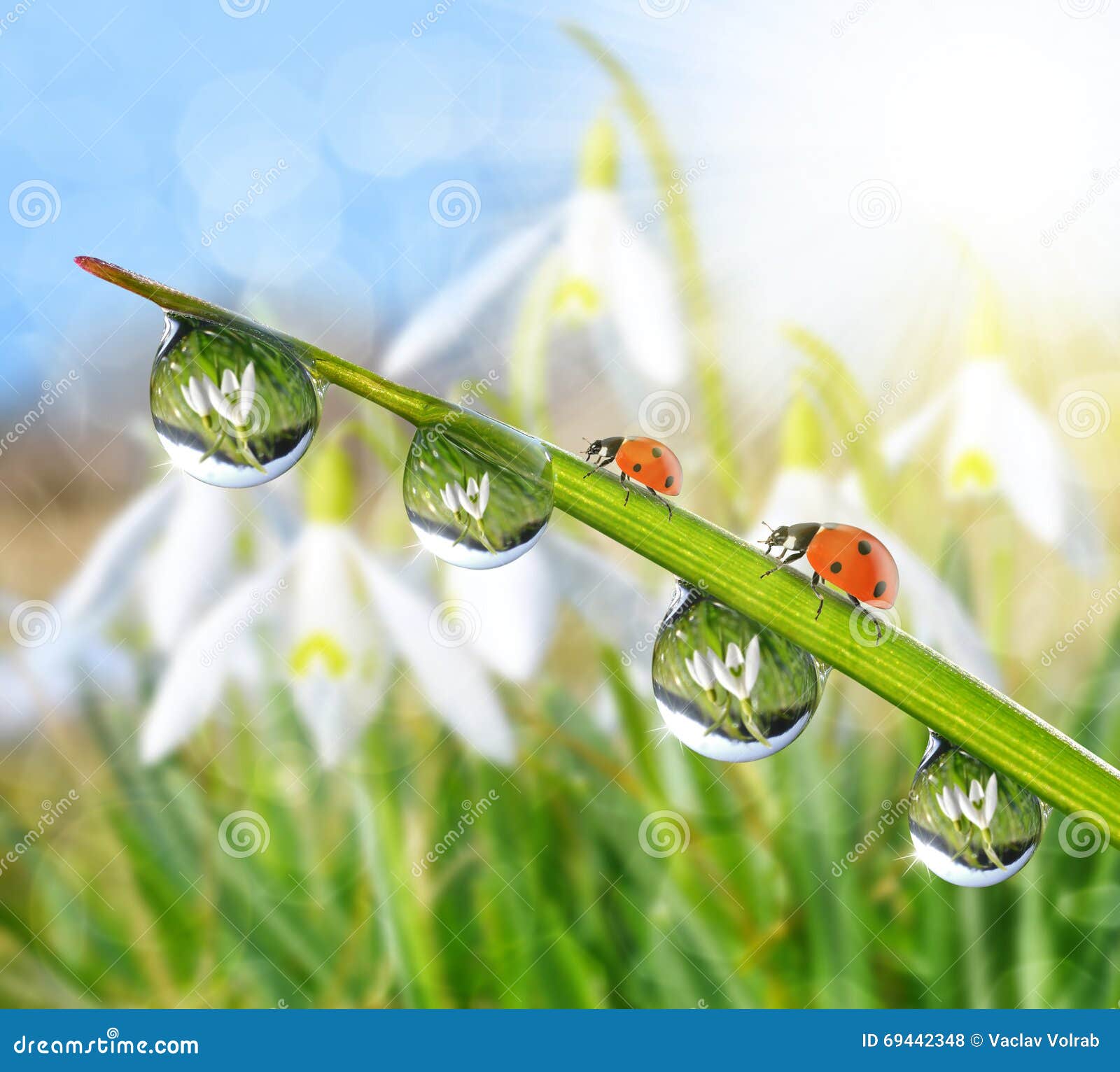 Свежая роса утра на зеленой траве и Ladybirds Стоковое Фото ...