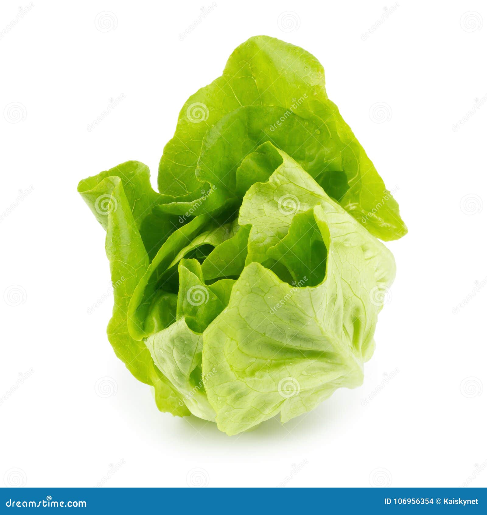 Свежий салат Butterhead изолированный на белой предпосылке Стоковое