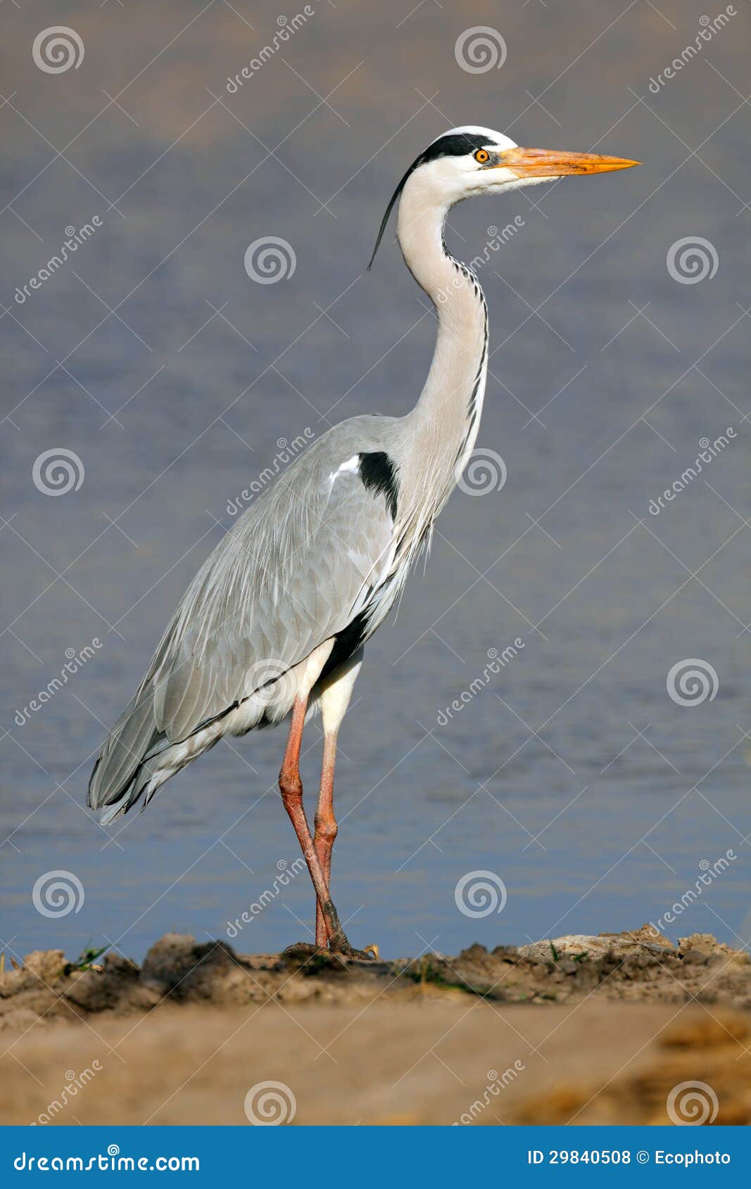 Серая цапля стоковое фото. изображение насчитывающей серо - 29840508