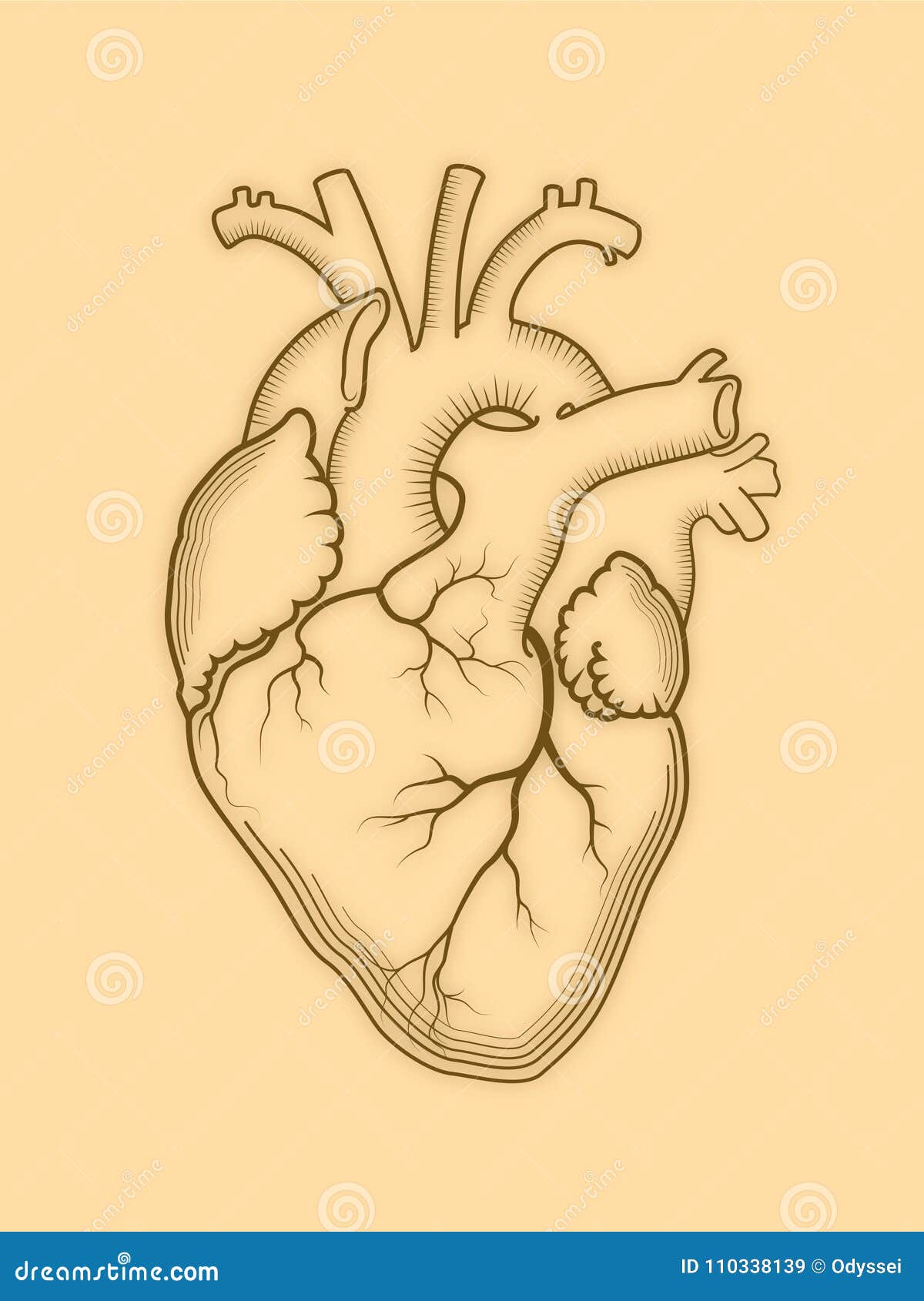 Анатомически правильное сердце рисунок
