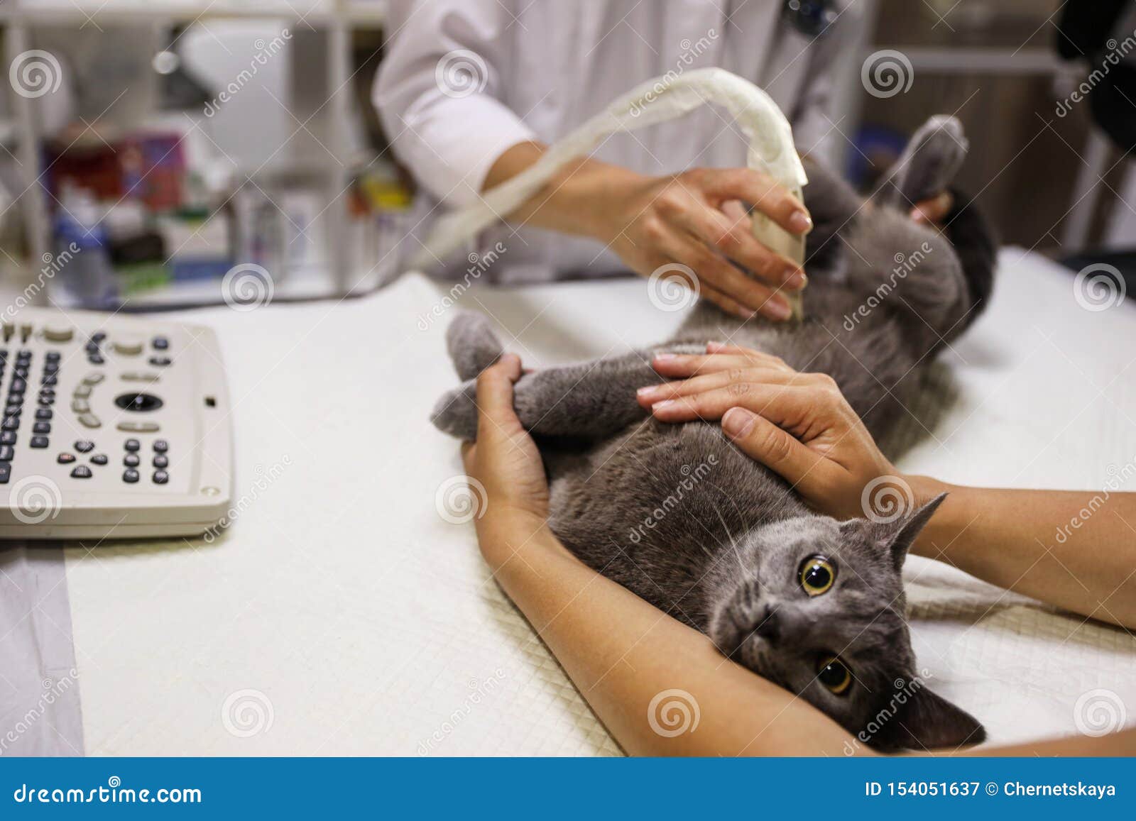 Узи Сердца Коту
