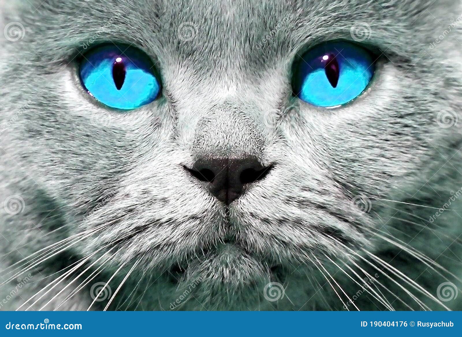 Bleu chat yeux Les races