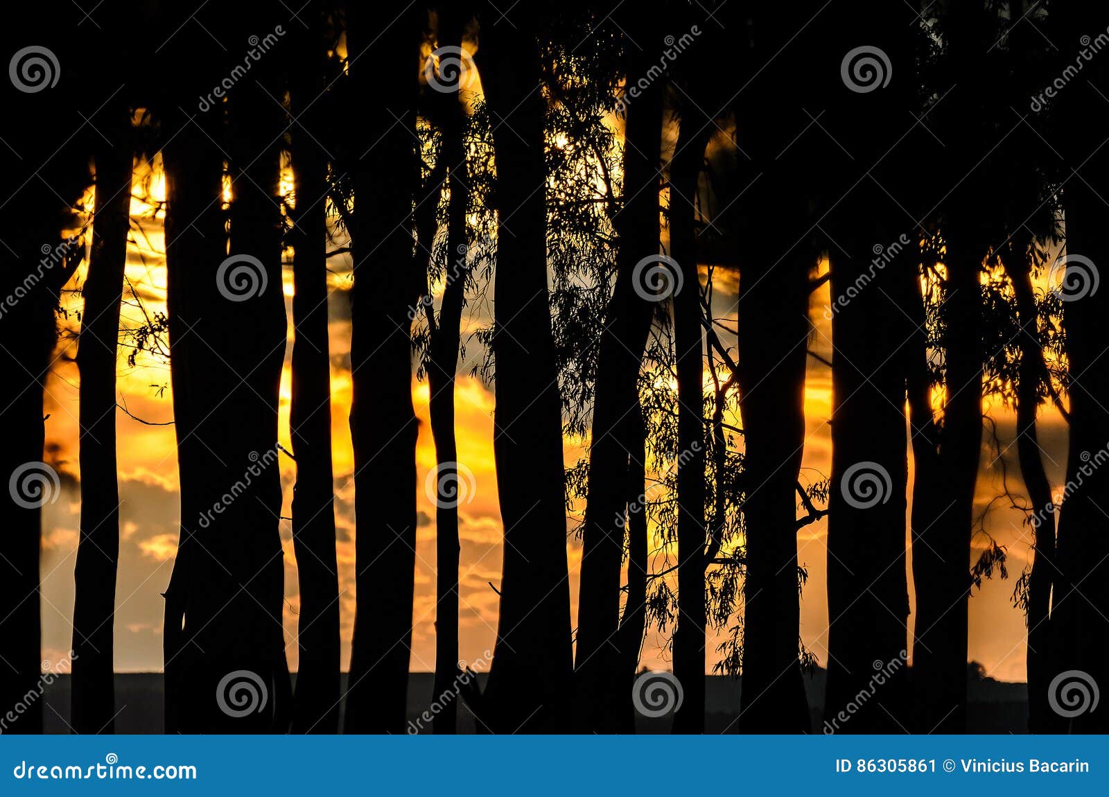 Силуэт деревьев на заходе солнца. Силуэт деревьев на оранжевом заходе солнца Силуэт плантации Ipe