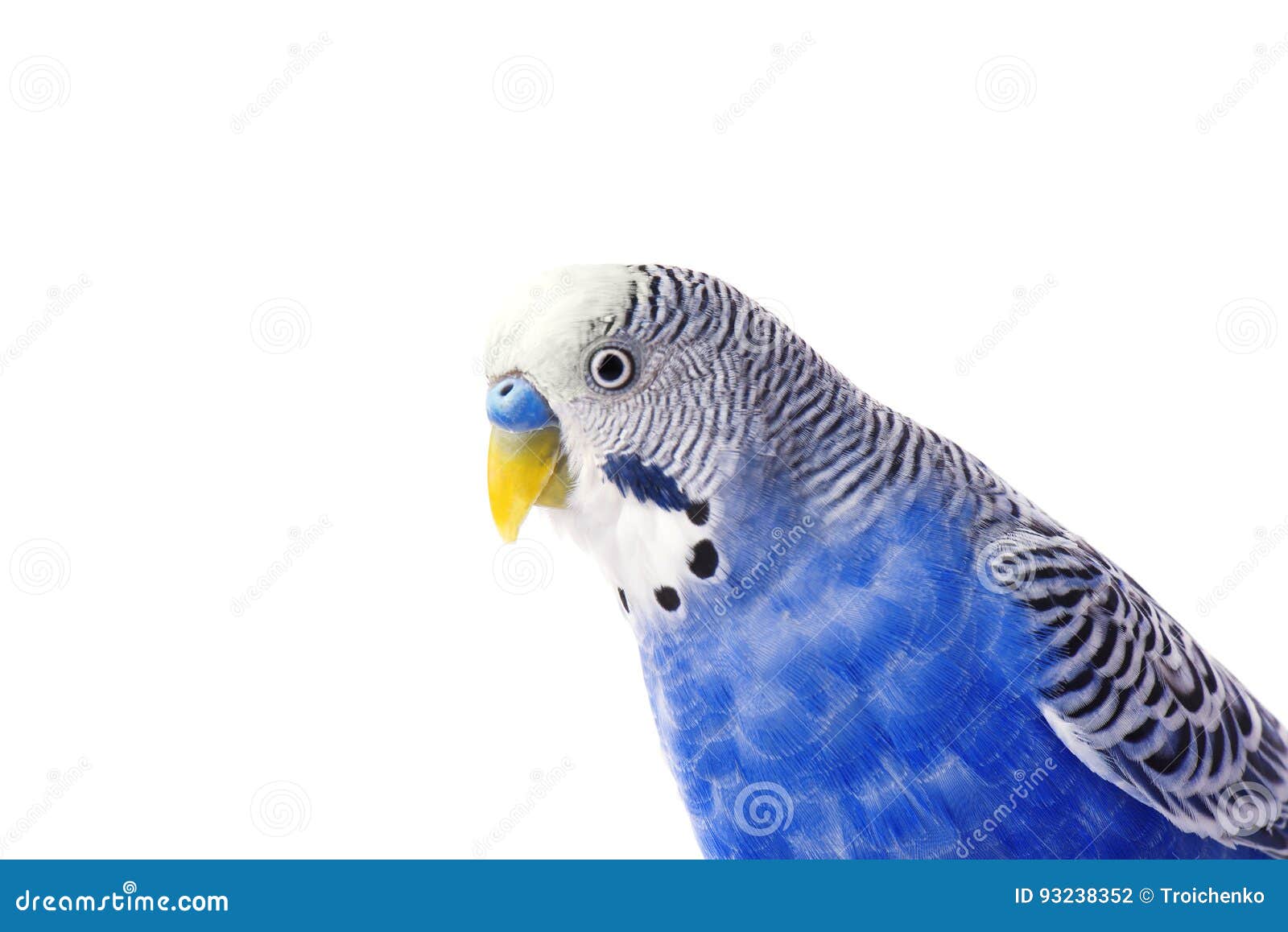 Синь Budgie, изолированная на белой предпосылке Рост волнистого ...