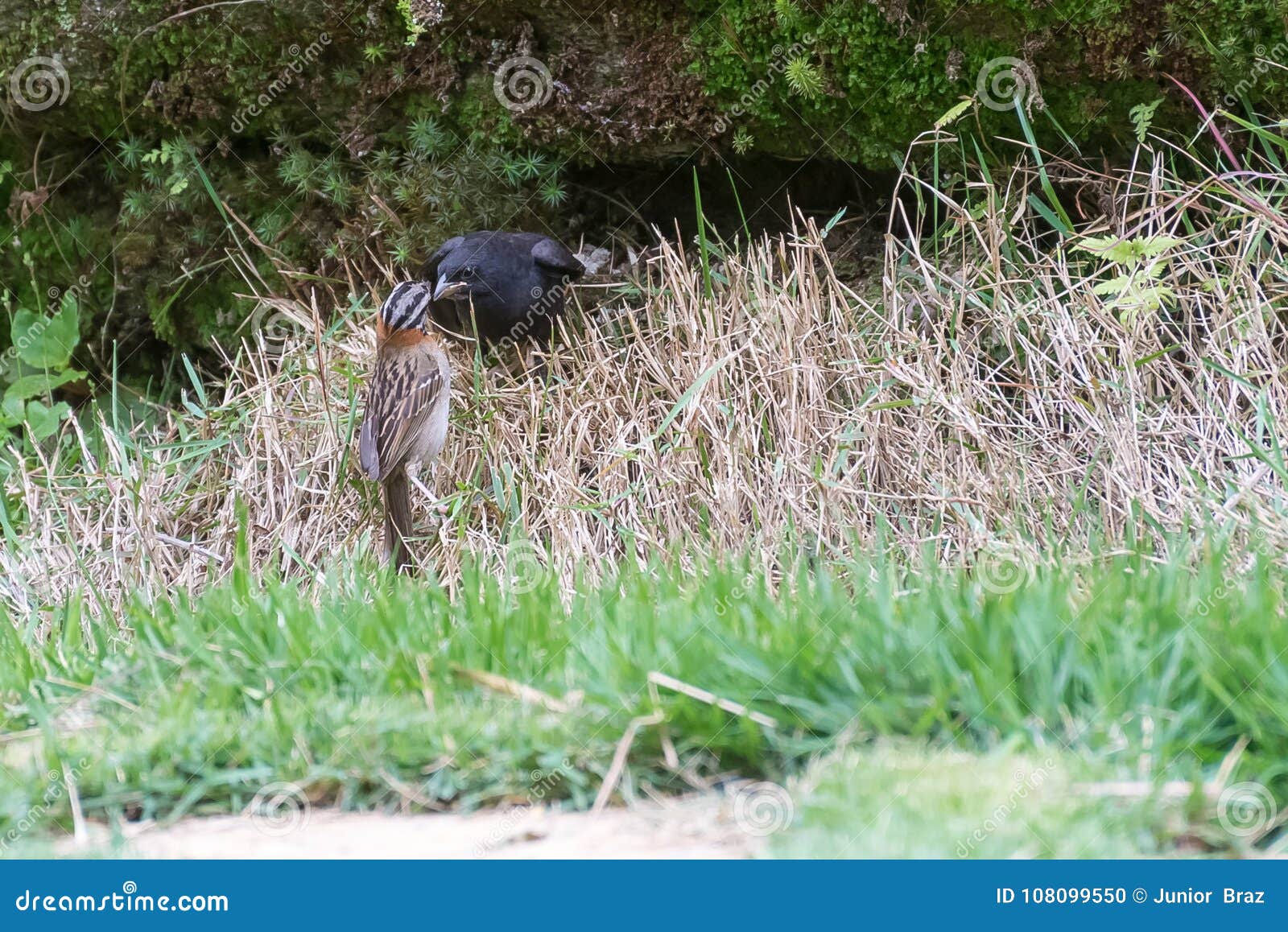Сияющий Cowbird паразитируя Rufous Collared воробья Стоковое Фото ...