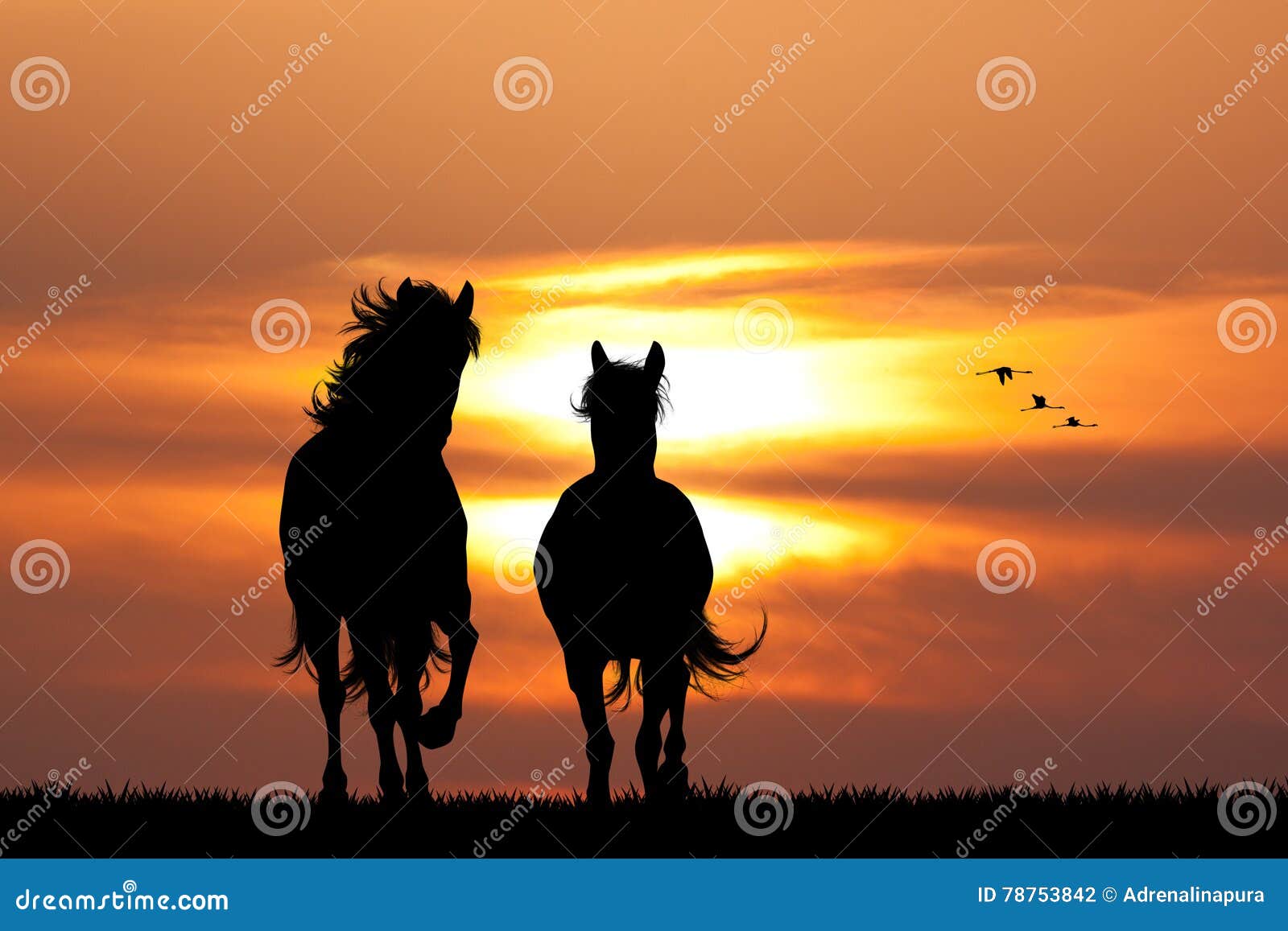Скакать лошади на заходе солнца Иллюстрация штока - иллюстрации ...