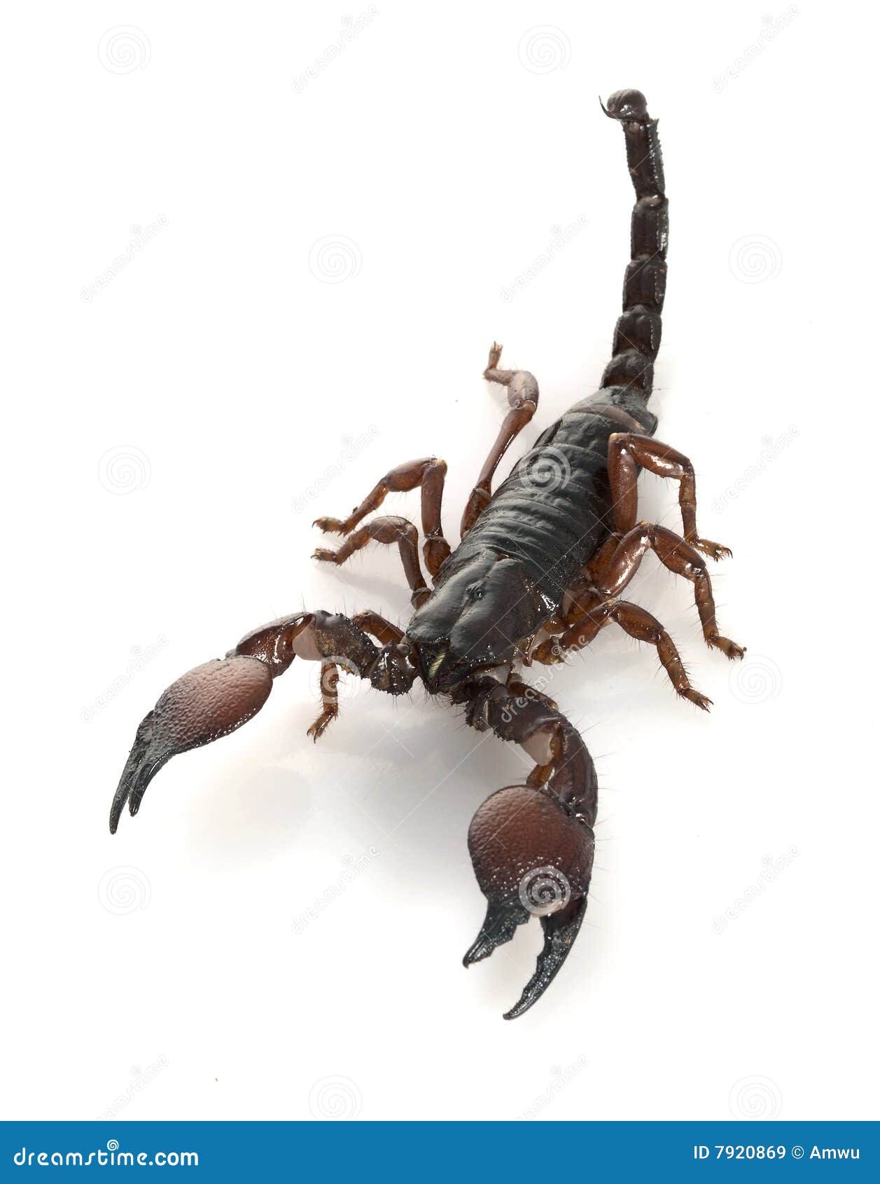 Красный Скорпион насекомое