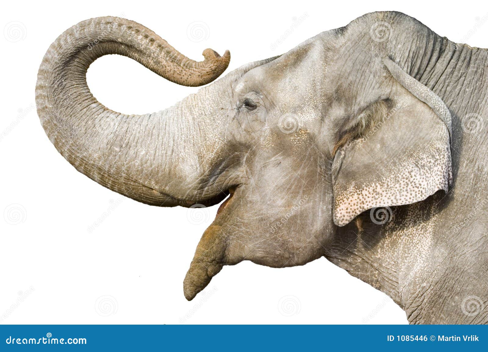 Хобот слона на белом фоне