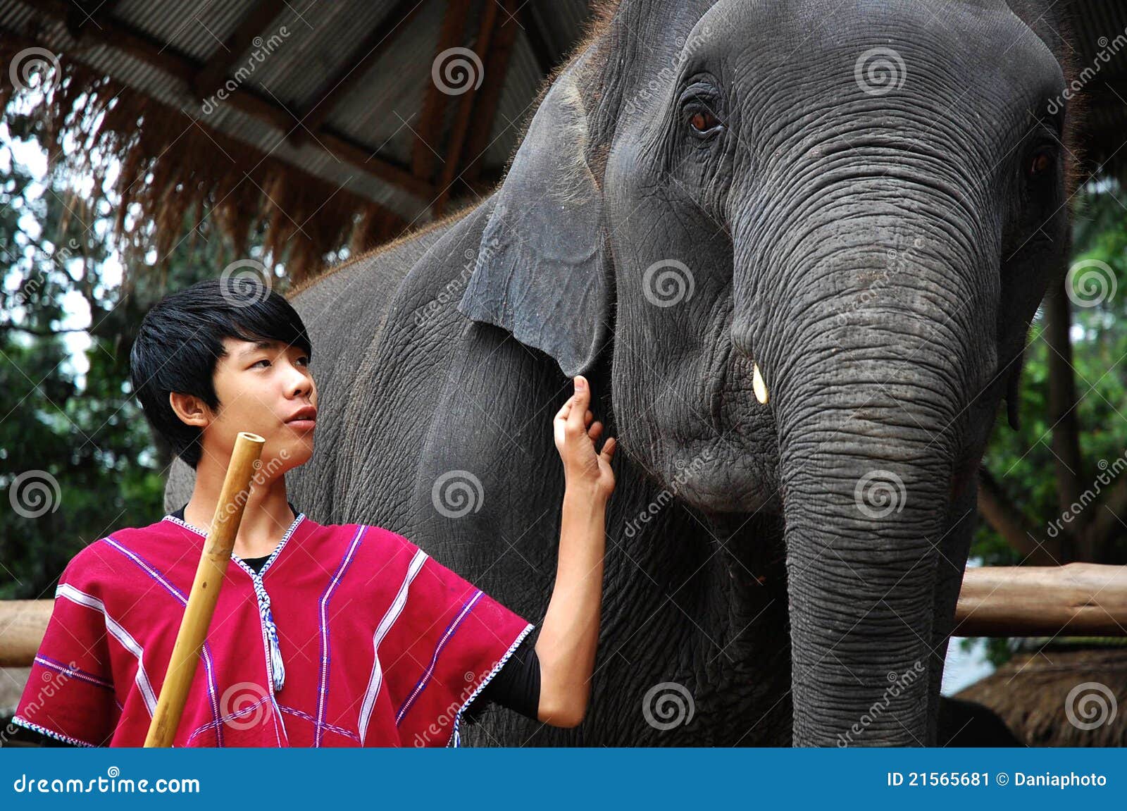 слон его детеныши mahout. слоны 2008 слона chiangmai внимательности лагеря агрегата августовские его mahout maesa дома север одно самого большого родной принимают Таиланд к детенышам