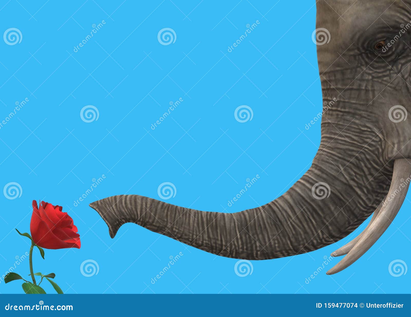 Слон нюхает хоботом