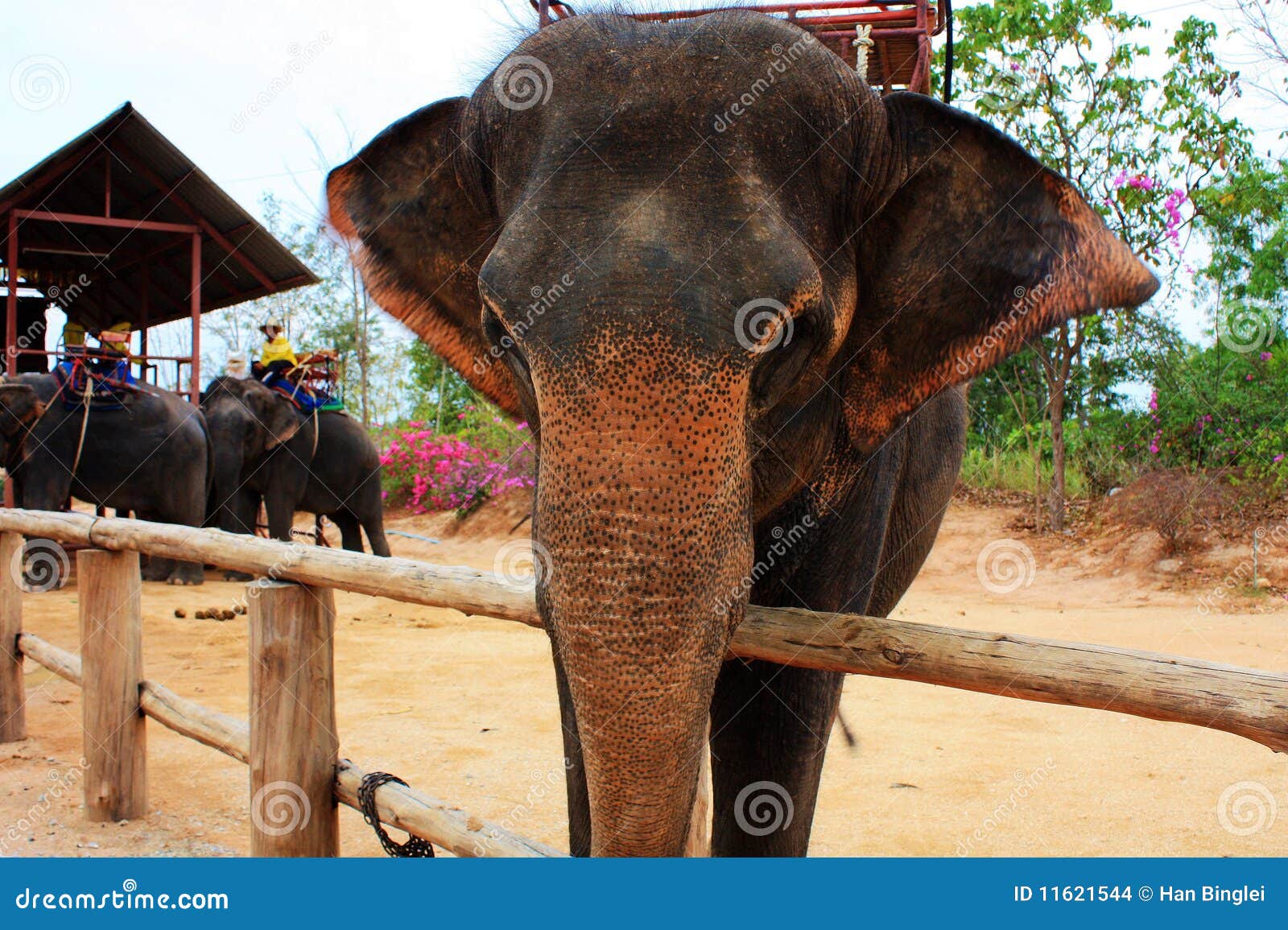 слон тайский. животный genus вид 3 elephas слона Азии азиатский asiantic прожития одного земли самый большой