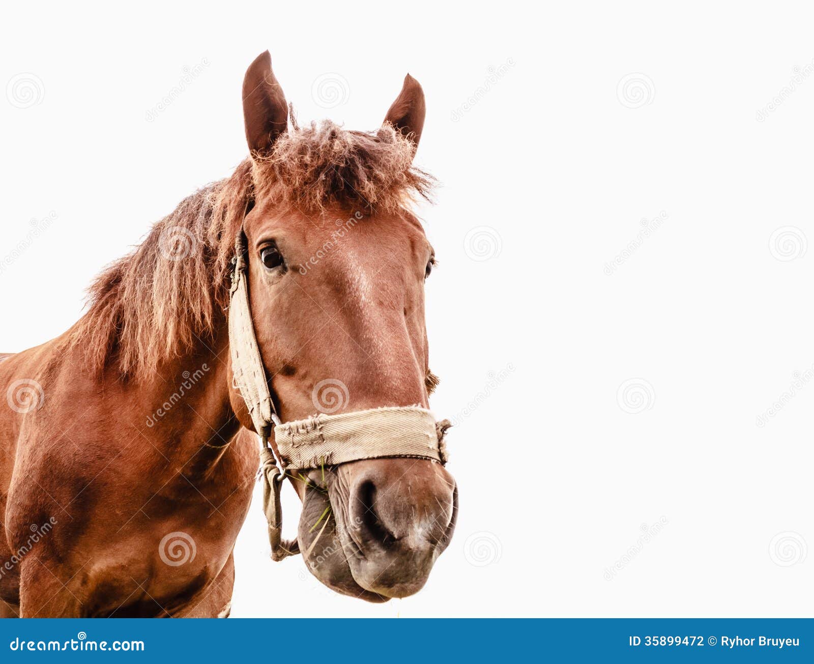 Смешной крупный план лошади - широкоформатной Стоковое Фото ...