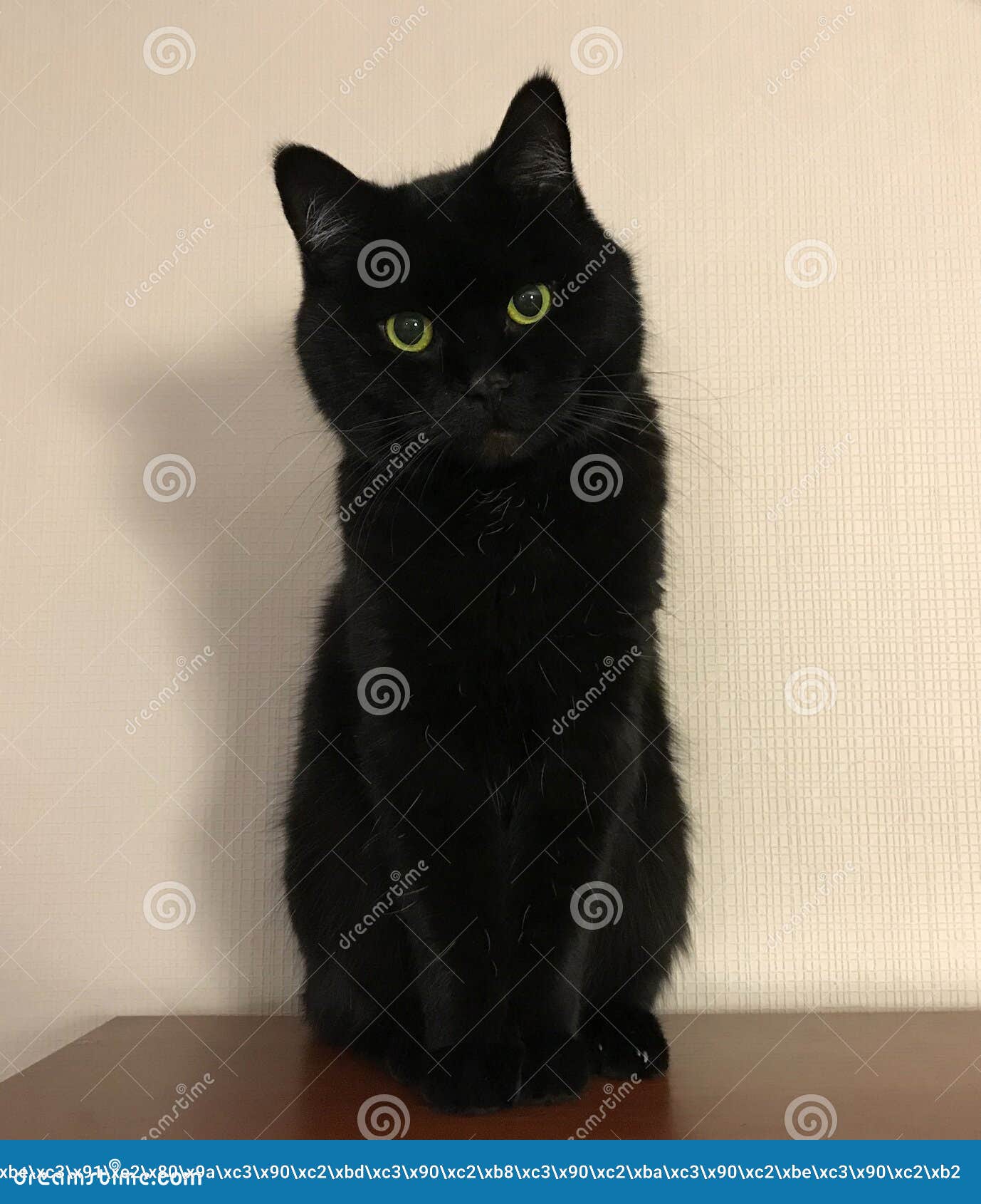 Британский кот черный