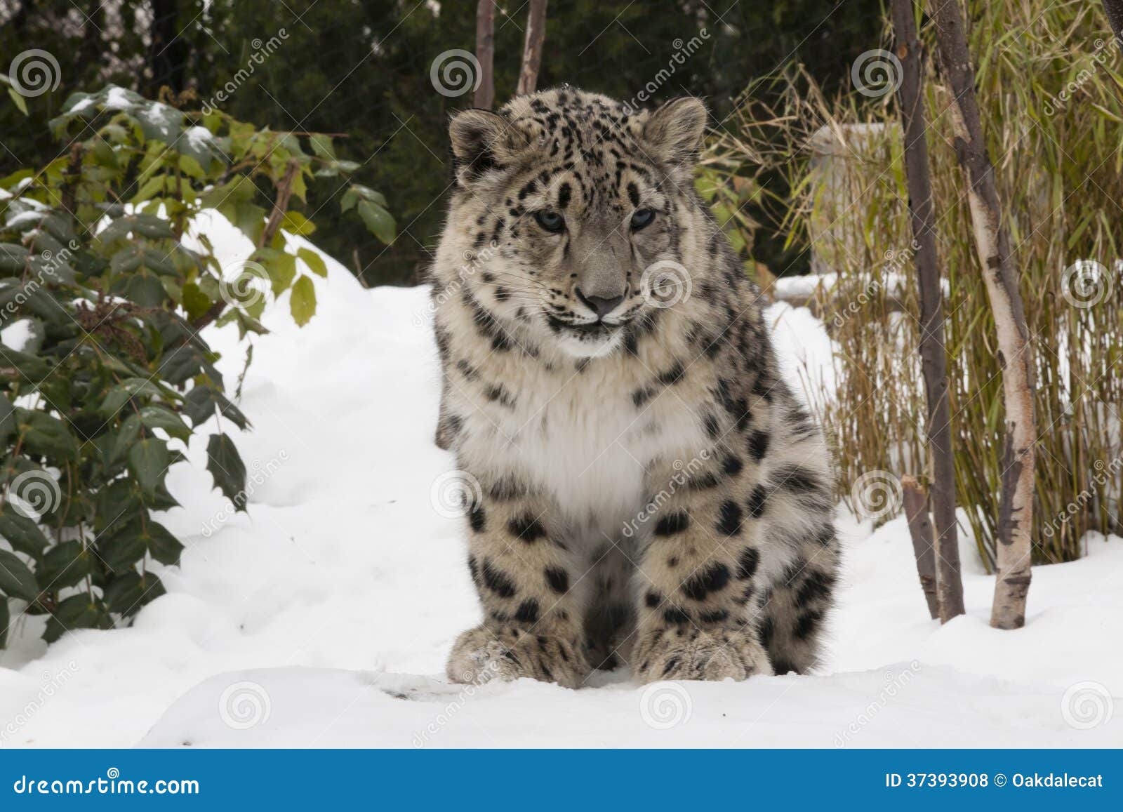 Снежный барс Cub на снеге с деревьями. На зябком после полудня в зиме, этот новичок снежного барса 6 месяцев старый, через рожденное в установке зоопарка плененной, начинал толстое, красиво запятнанное пальто и взгляды совершенно дома в снеге.