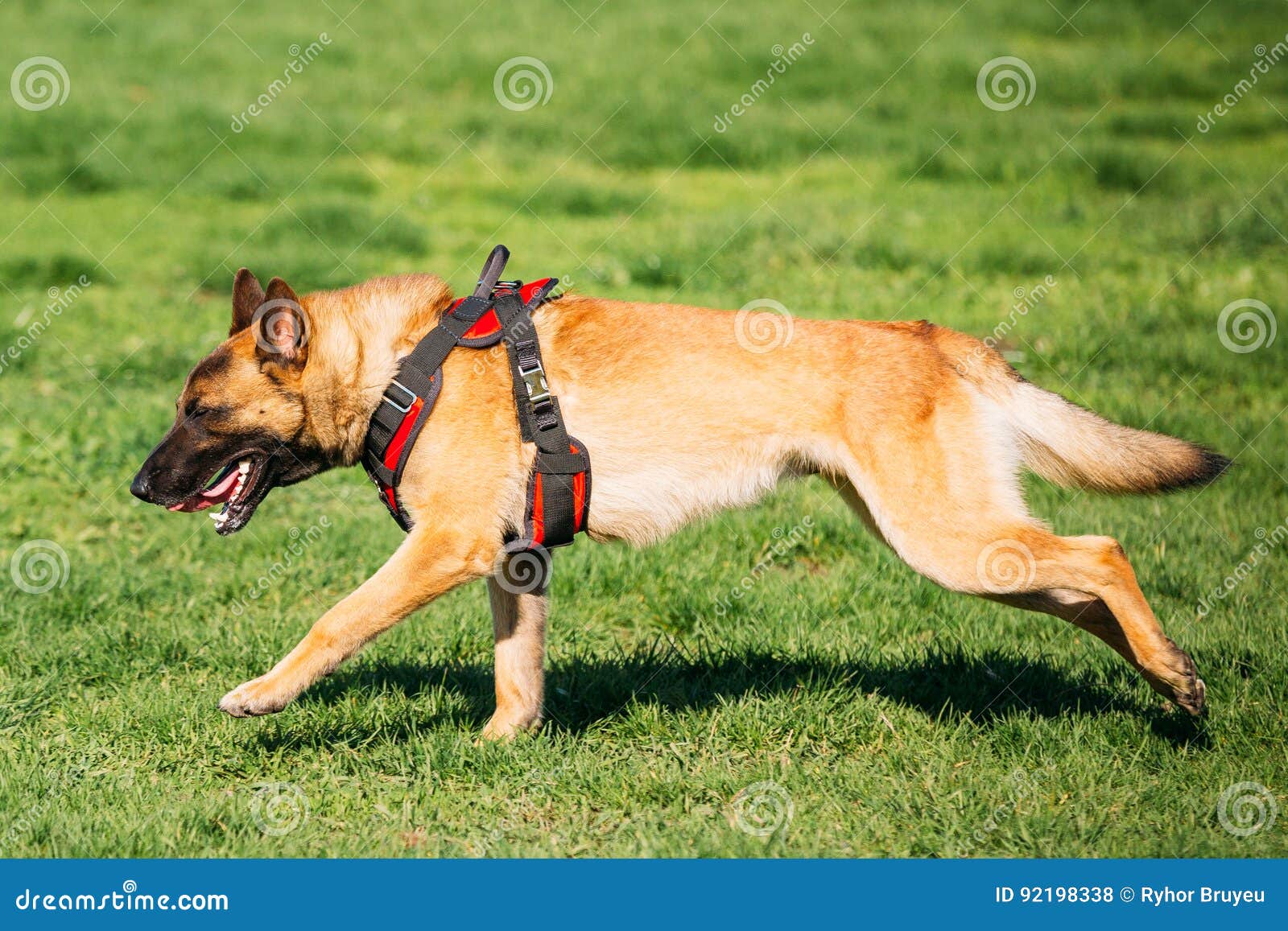 Собака Malinois бежать Outdoors в зеленой траве лета на тренировке ...