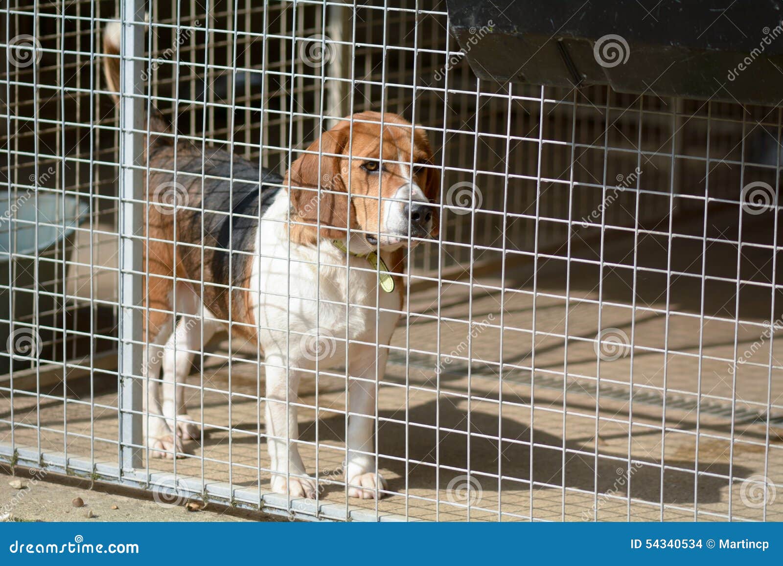 Собака бигля в его псарне в центре спасения собаки Стоковое Фото ...