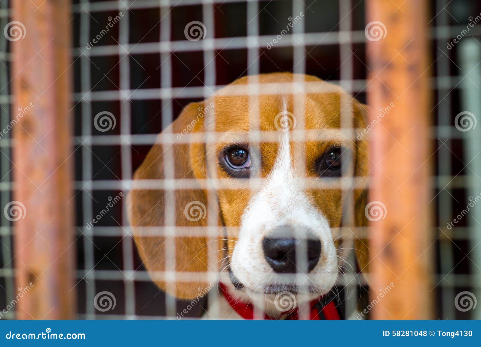 Собака бигля за клеткой стоковое фото. изображение насчитывающей ...