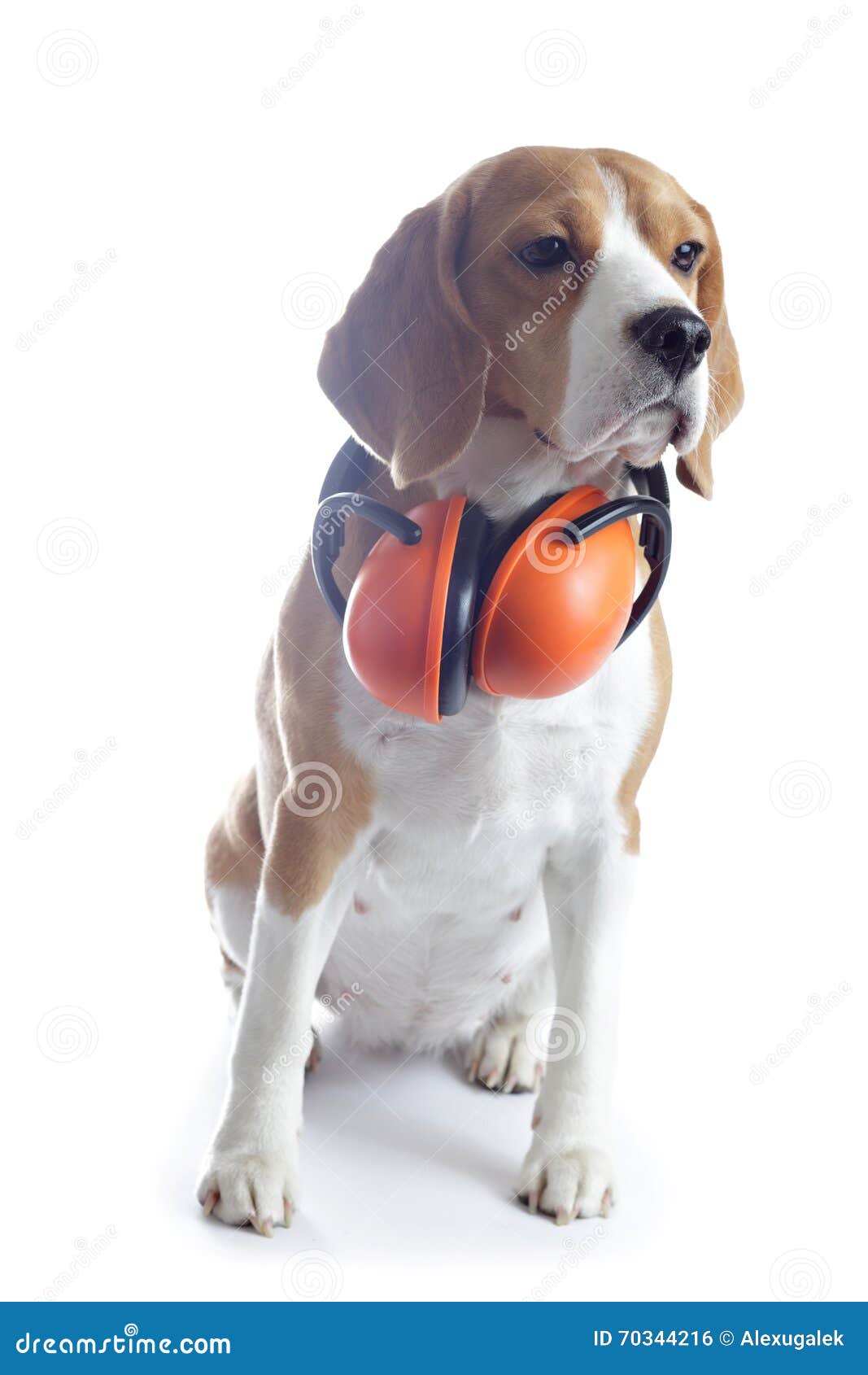 Собака бигля при красные наушники изолированные на белизне Стоковое ...