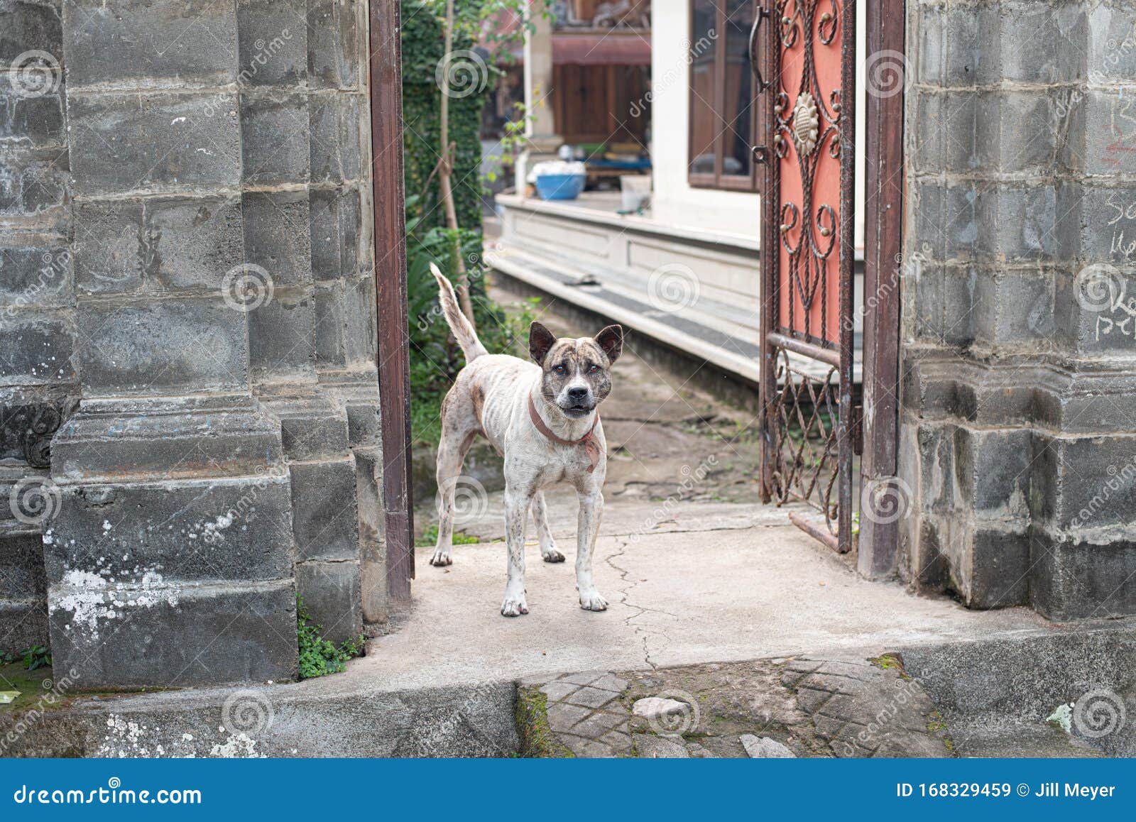 Фото пород собак для охраны дома (208 фото)