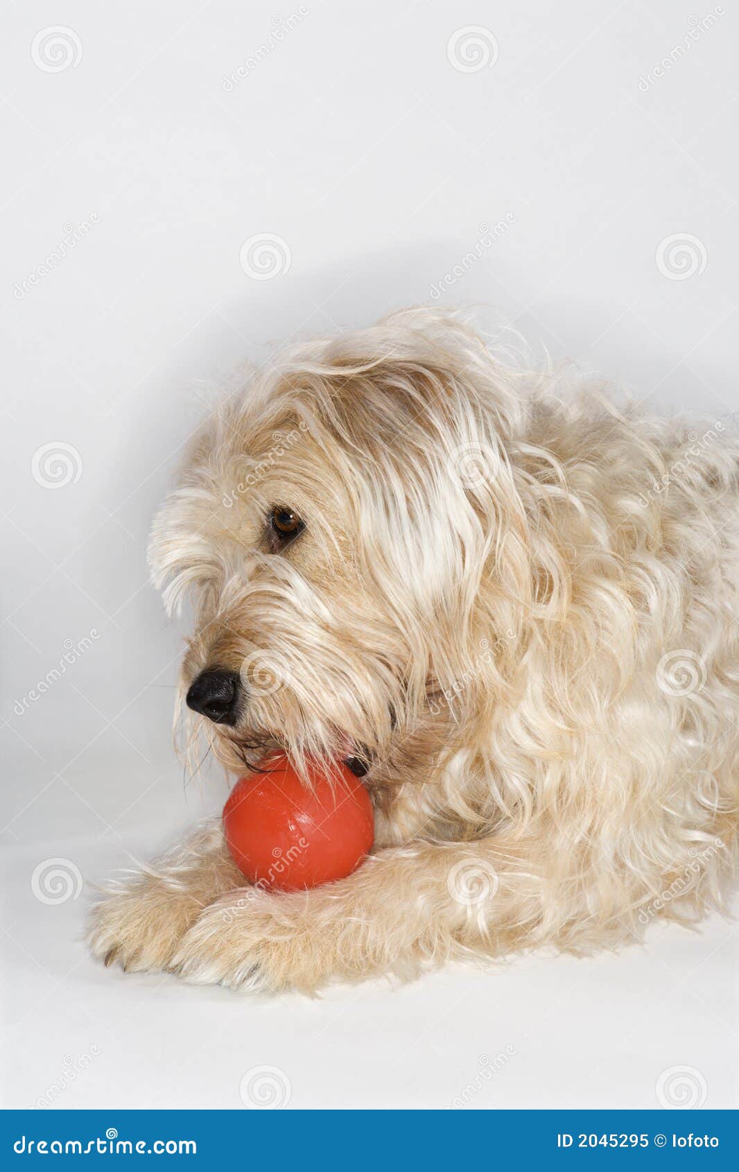 собака шарика играя красный цвет. красный цвет коричневой собаки шарика пушистый играя