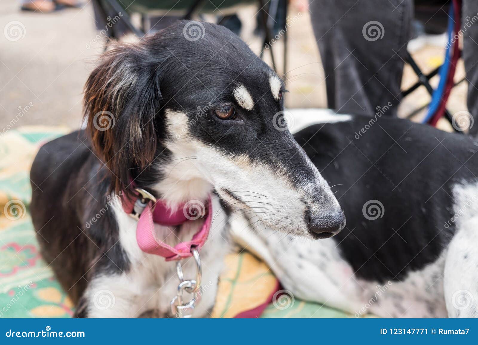 Собаки Saluki, также известные как персидская борзая Стоковое ...