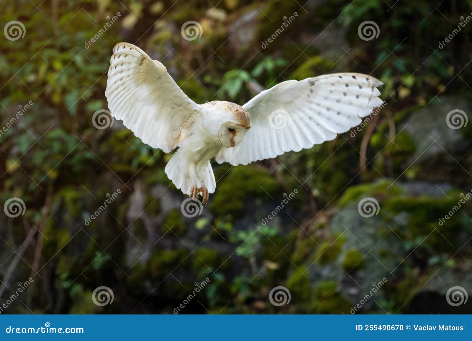 Сова, птица, крылья, полёт, болотная сова обои на телефон (фото, картинки)
