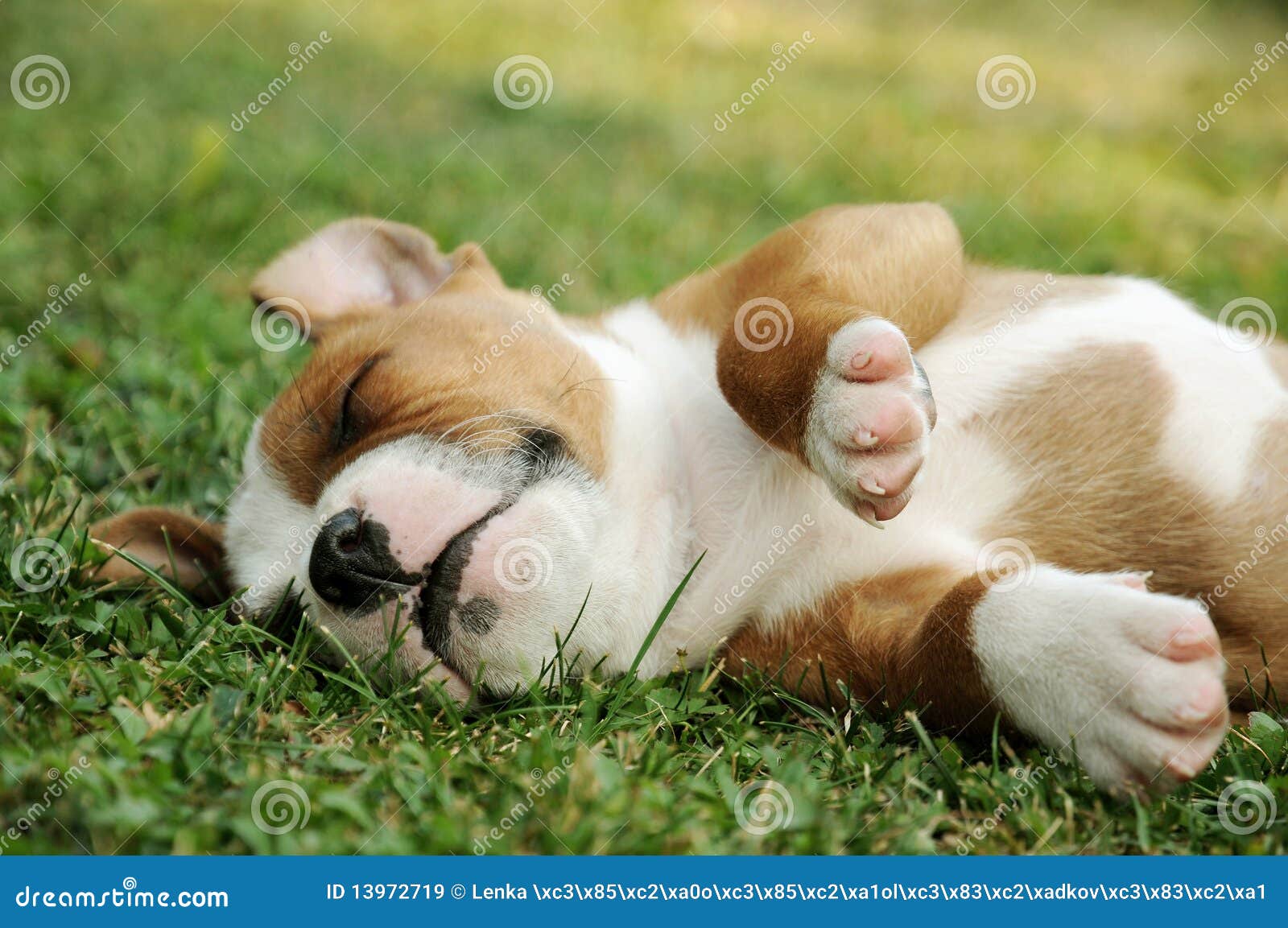 спать щенка. Terriers staffordshire щенка лужайки быка