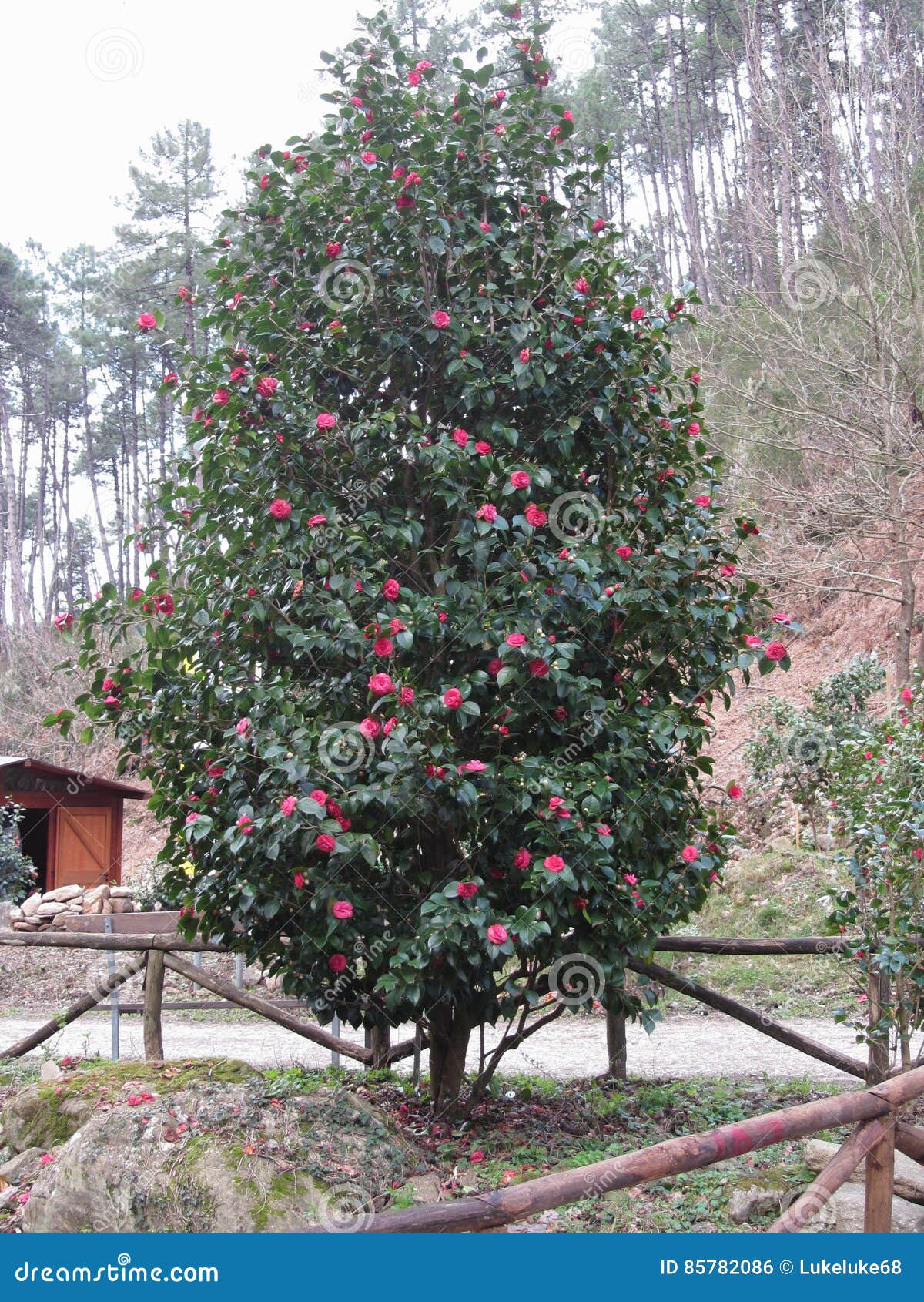 Старый японский сорт растения цветка Japonica камелии Вечнозеленый ...