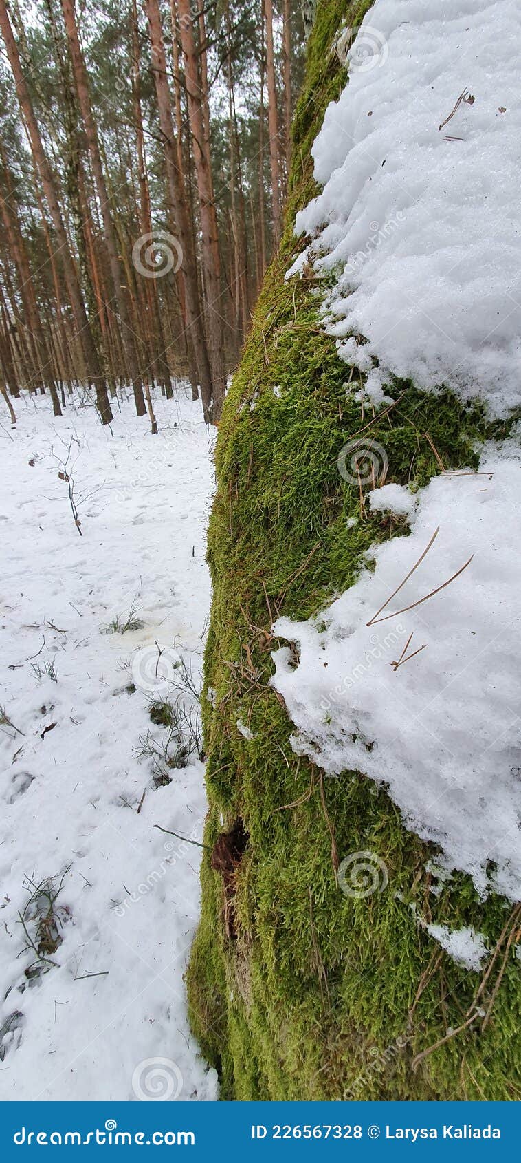 ствол дерева покрыт зеленым мхом и снегом в зимнем лесу Стоковое Фото ...