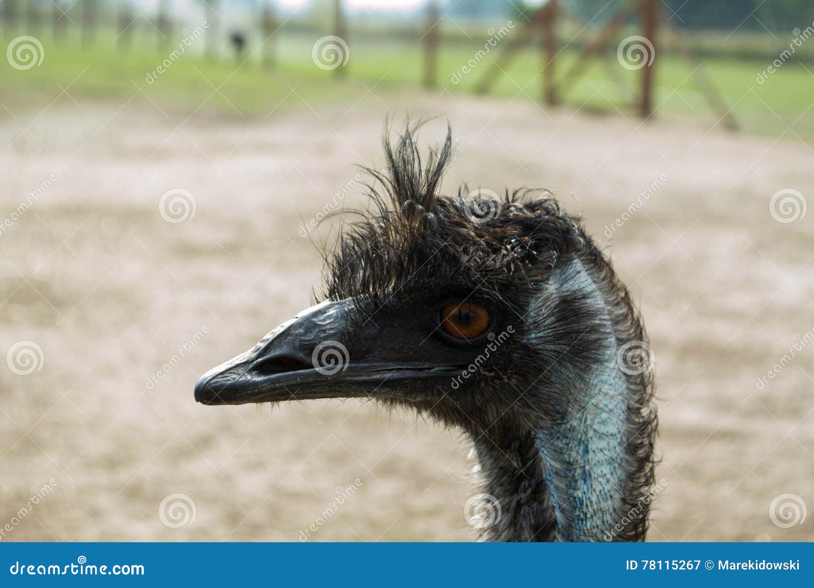 Страус Nandu - Южная Америка. Rheiformes - страуса головы глаза приблизительно