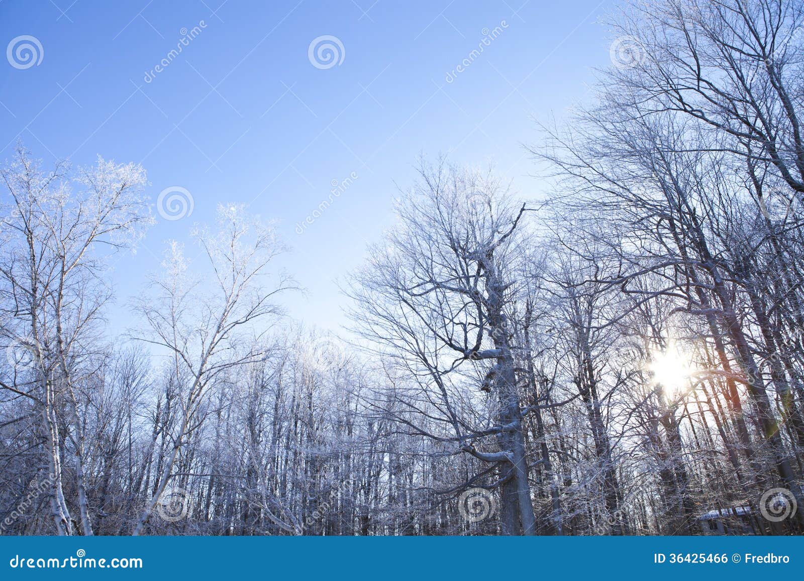 Сцена зимы. Изображение дома спрятанного в замороженном лесе, во время позднего вечера в зиме. Камера была опрокинута к небу для того чтобы захватить ветви дерева покрытые льдом и загоренные по солнцу.