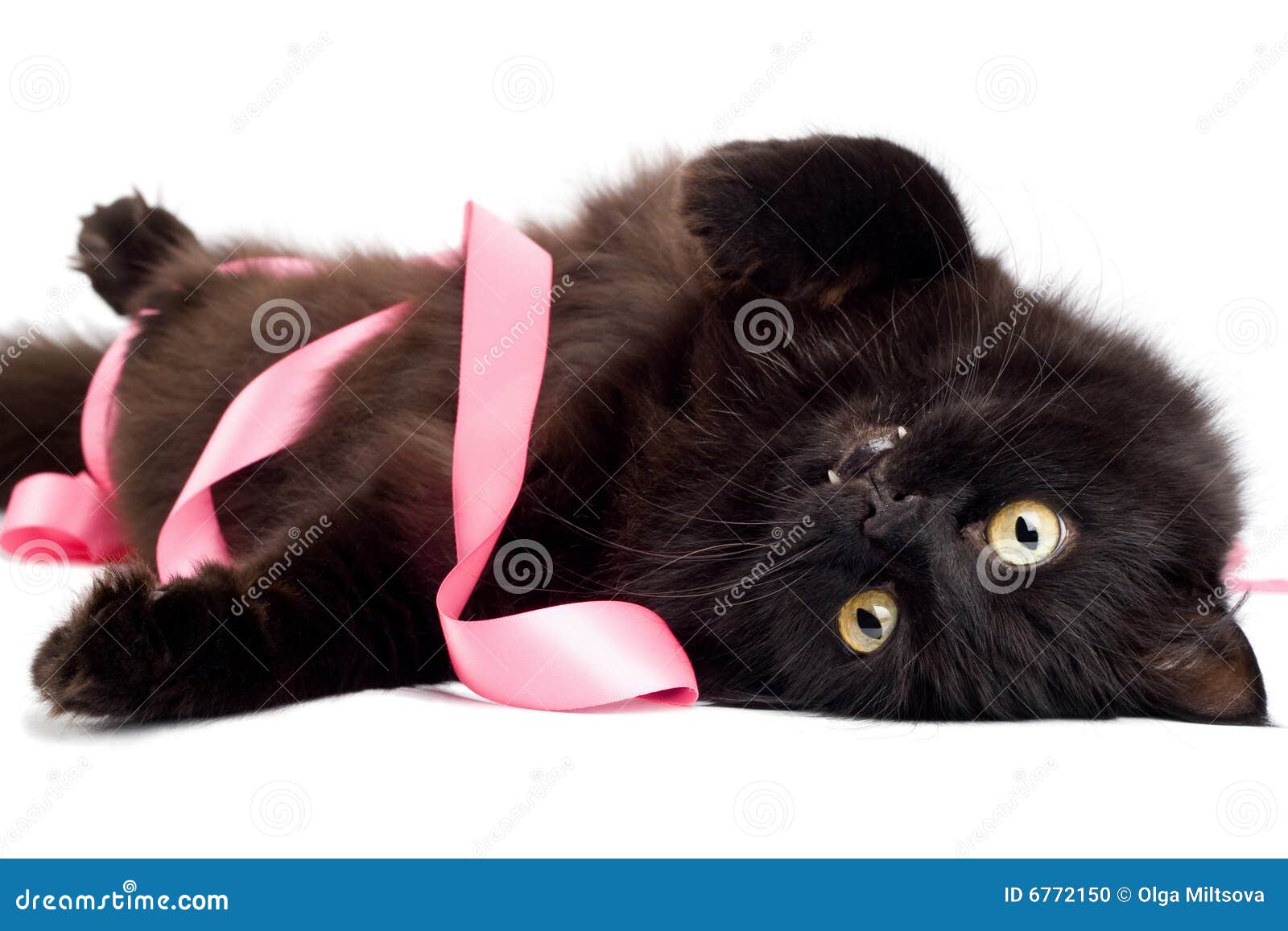 Черный котенок с бантиком