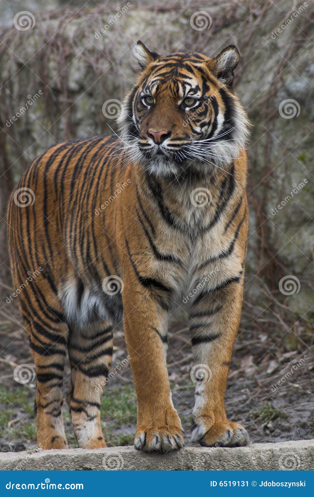 звеец tigris тигра sumatrae panthera