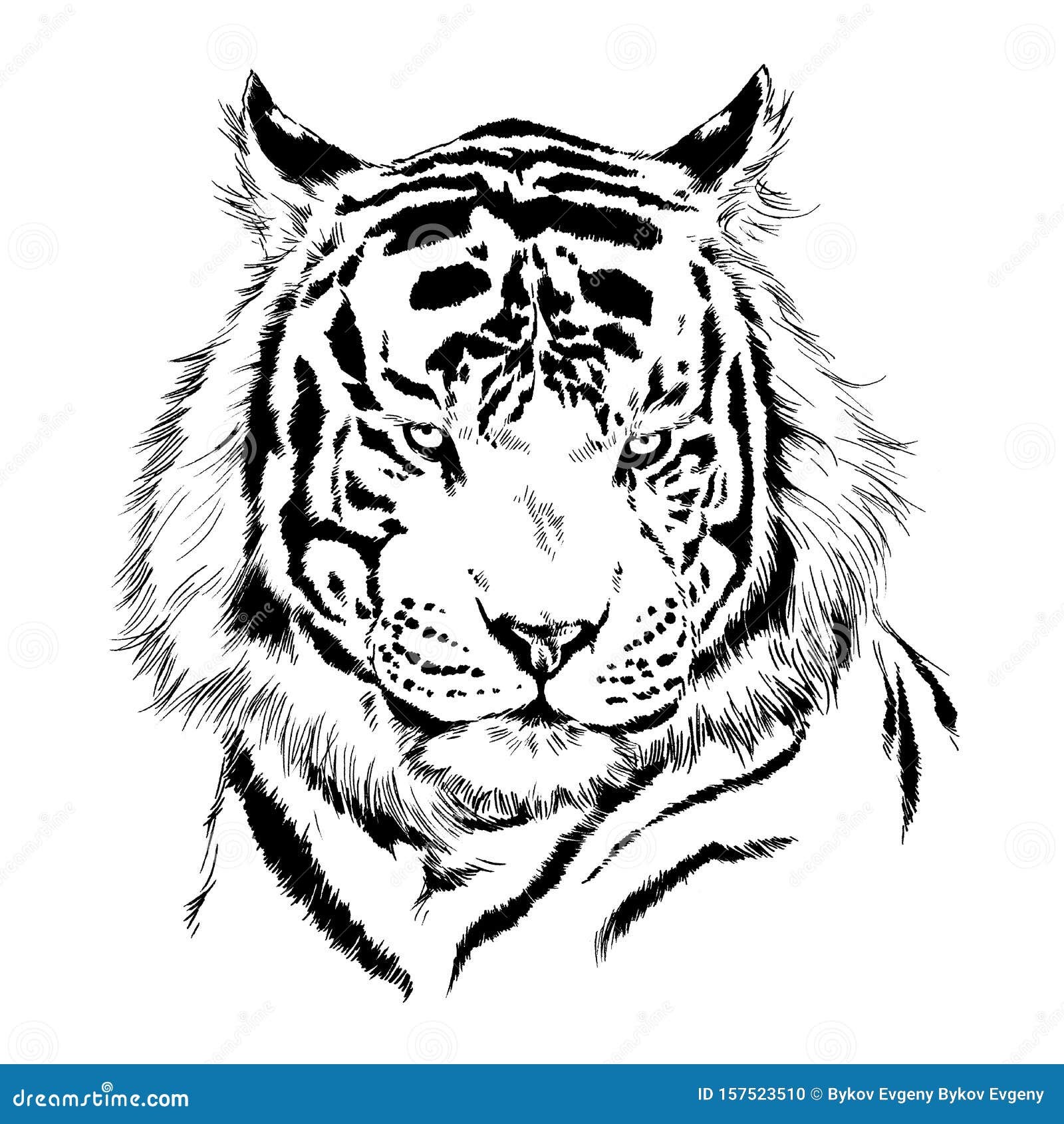 Уссурийский тигр рисунок карандашом