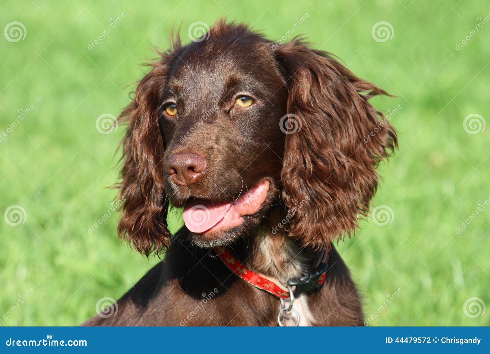 Spaniel 44479572