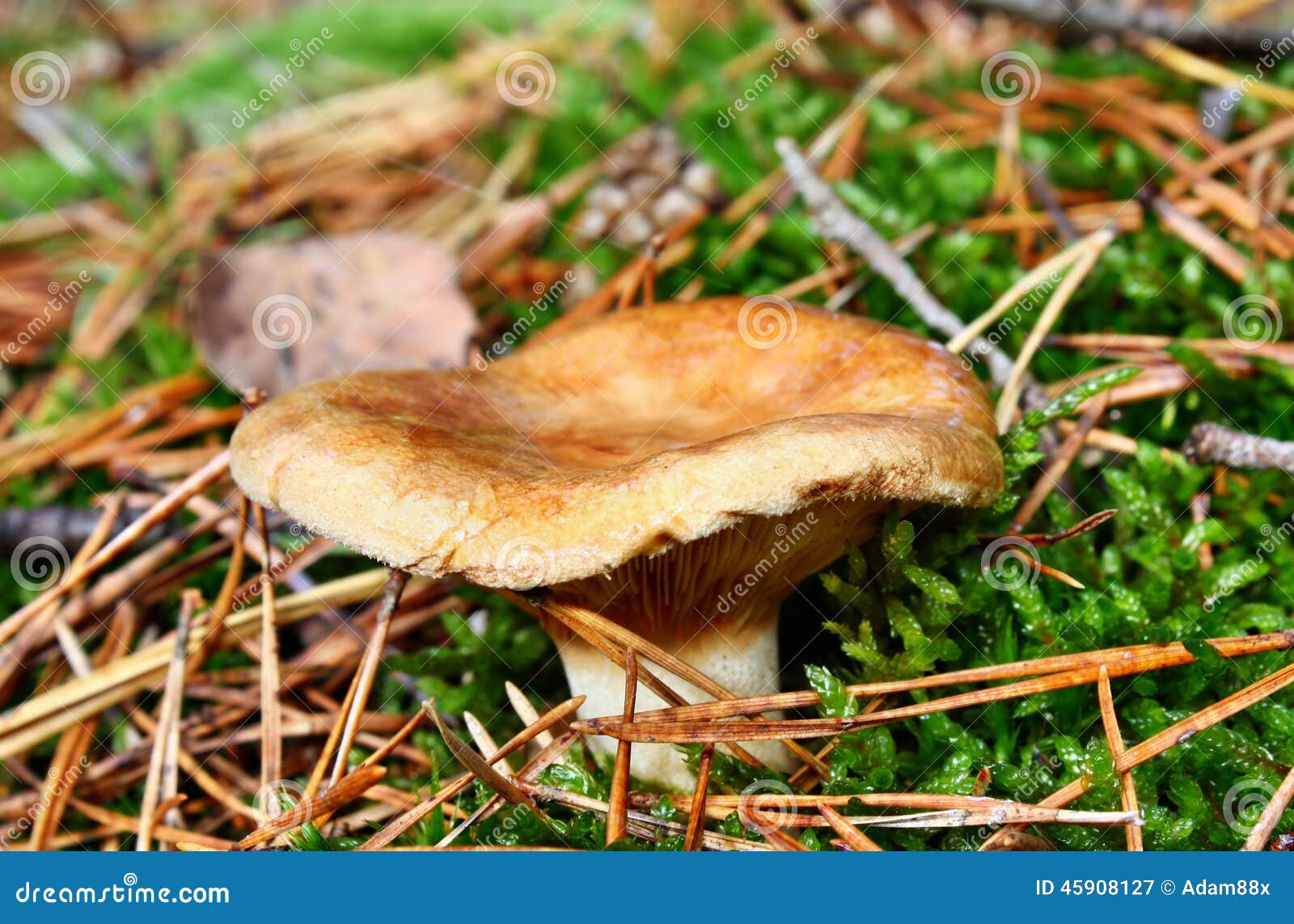 Токсический гриб. Токсическое involutus paxillus гриба растя в лесе