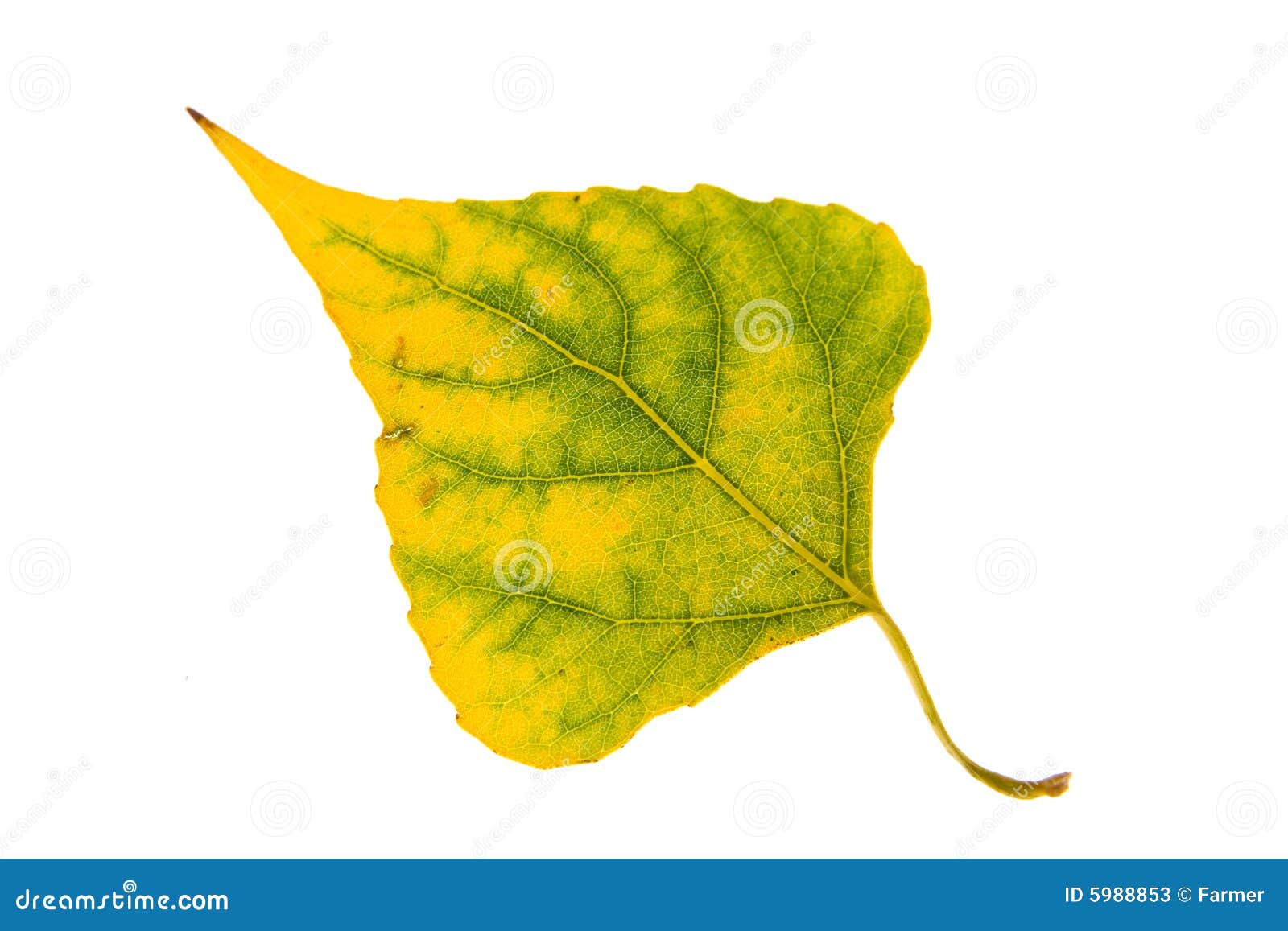 тополь листьев осени стоковое изображение. изображение насчитывающей .