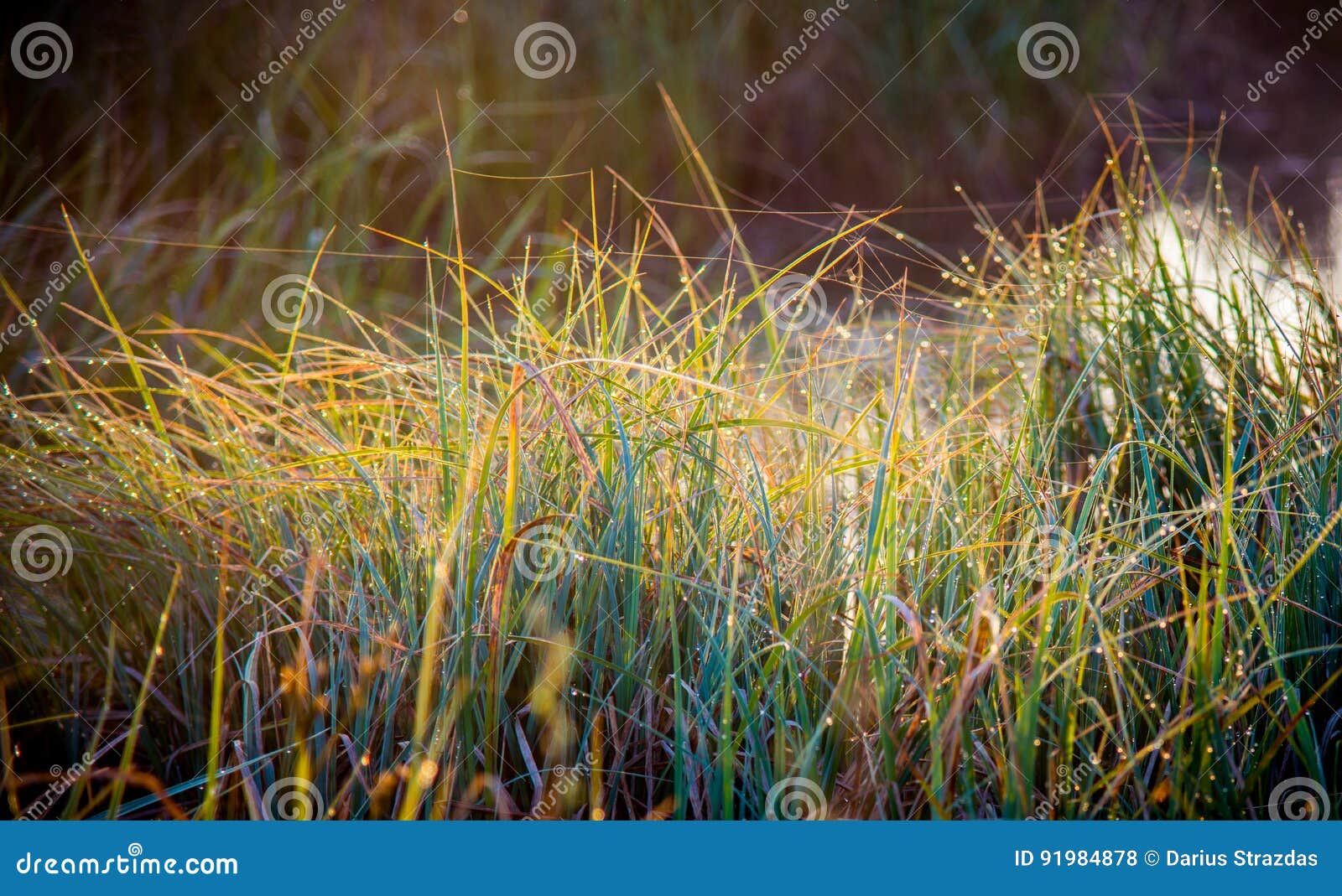 Трава с росой и паутиной стоковое фото. изображение насчитывающей ...