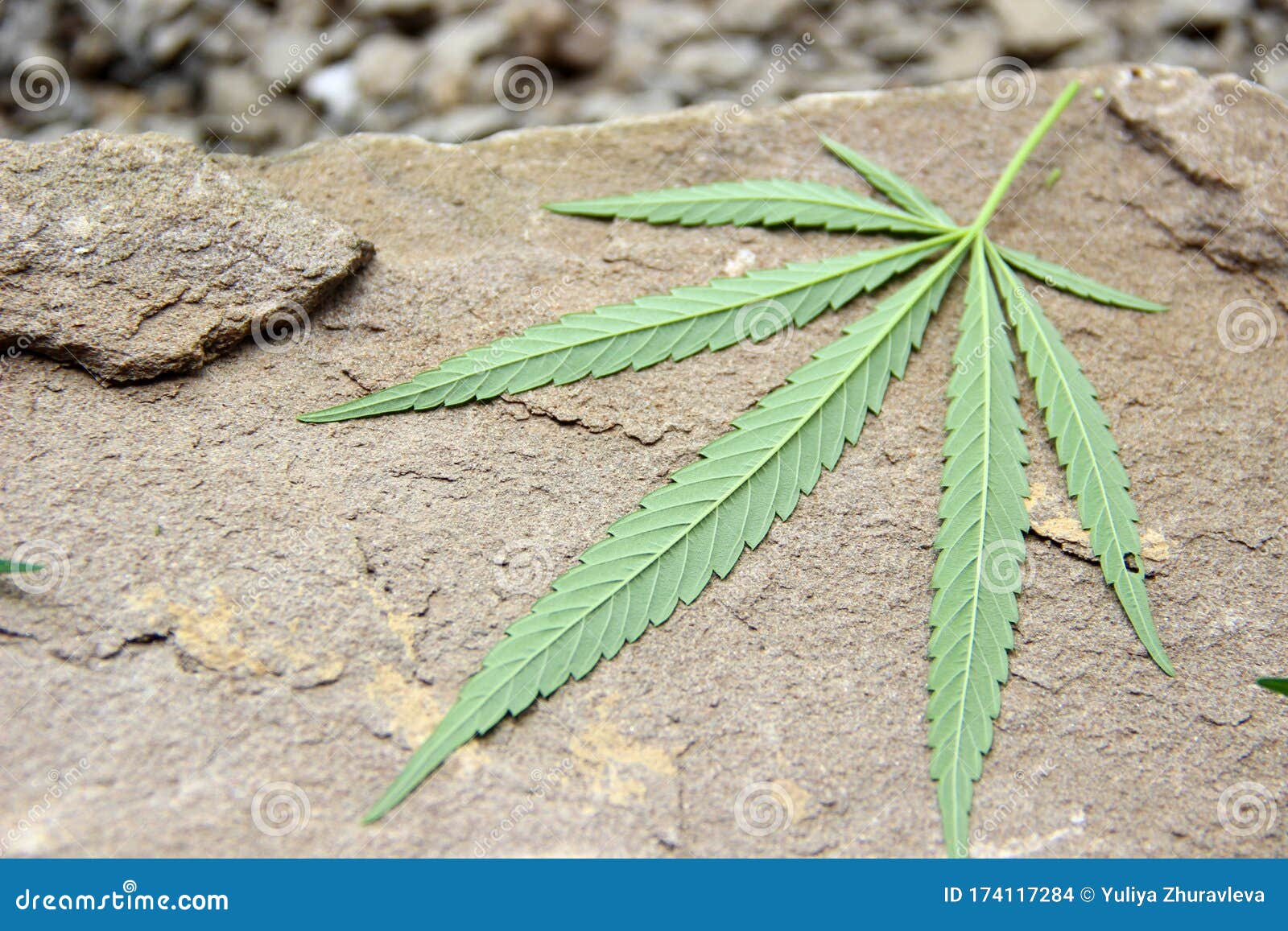 лечебные травы марихуаны