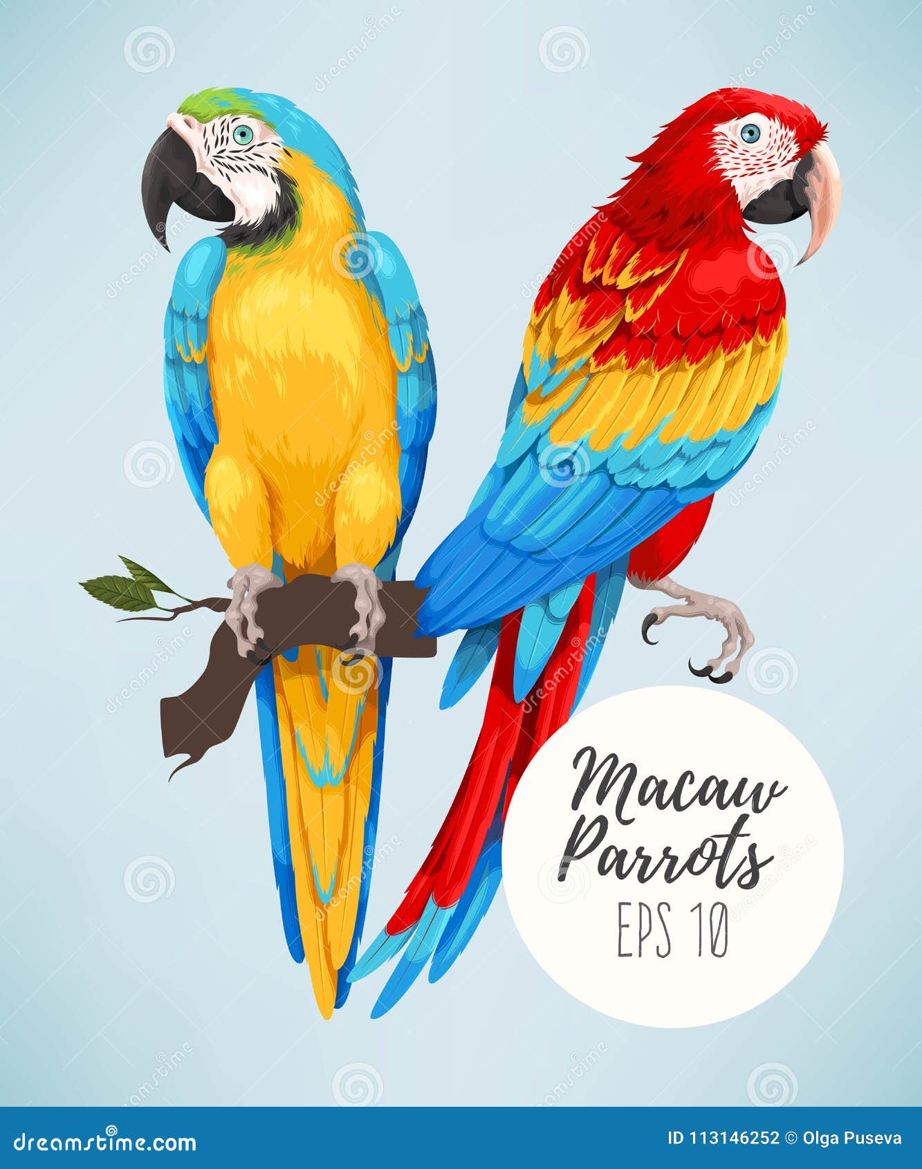 Краткая история генетики окрасов волнистых попугаев